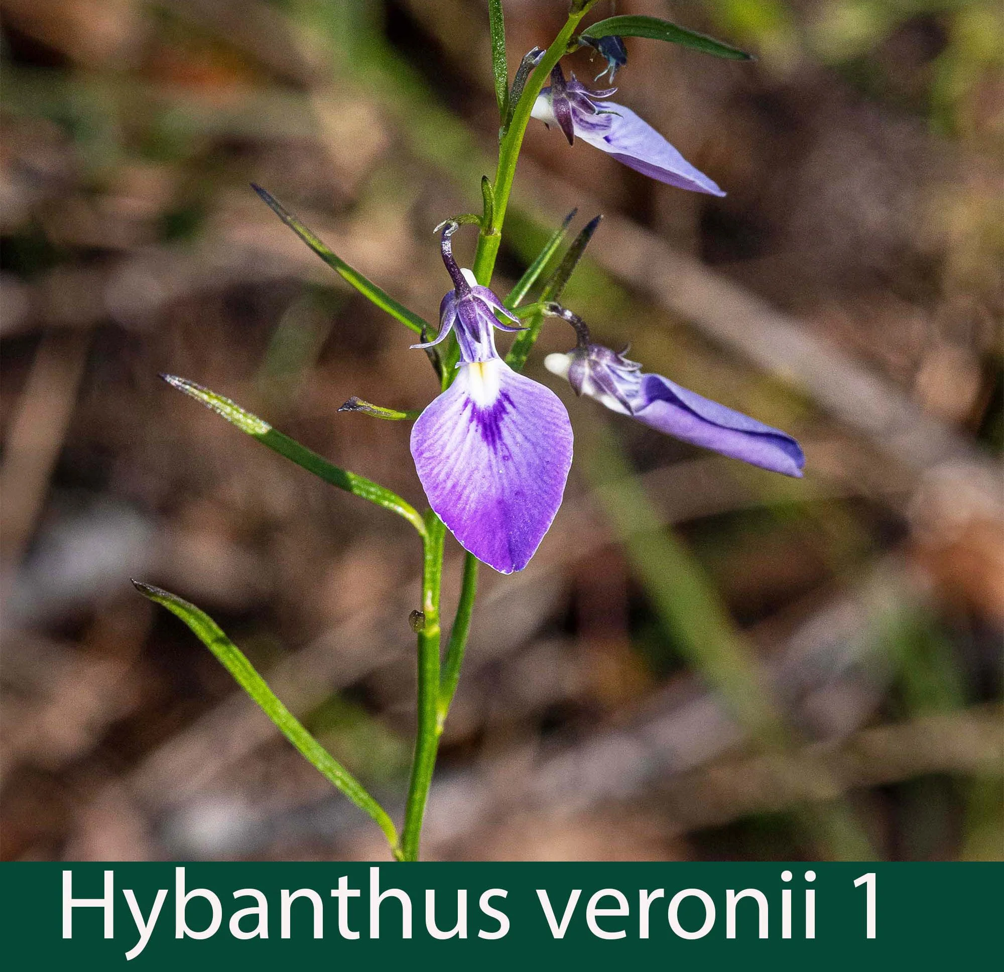 Hybanthus veronii 1_.jpg