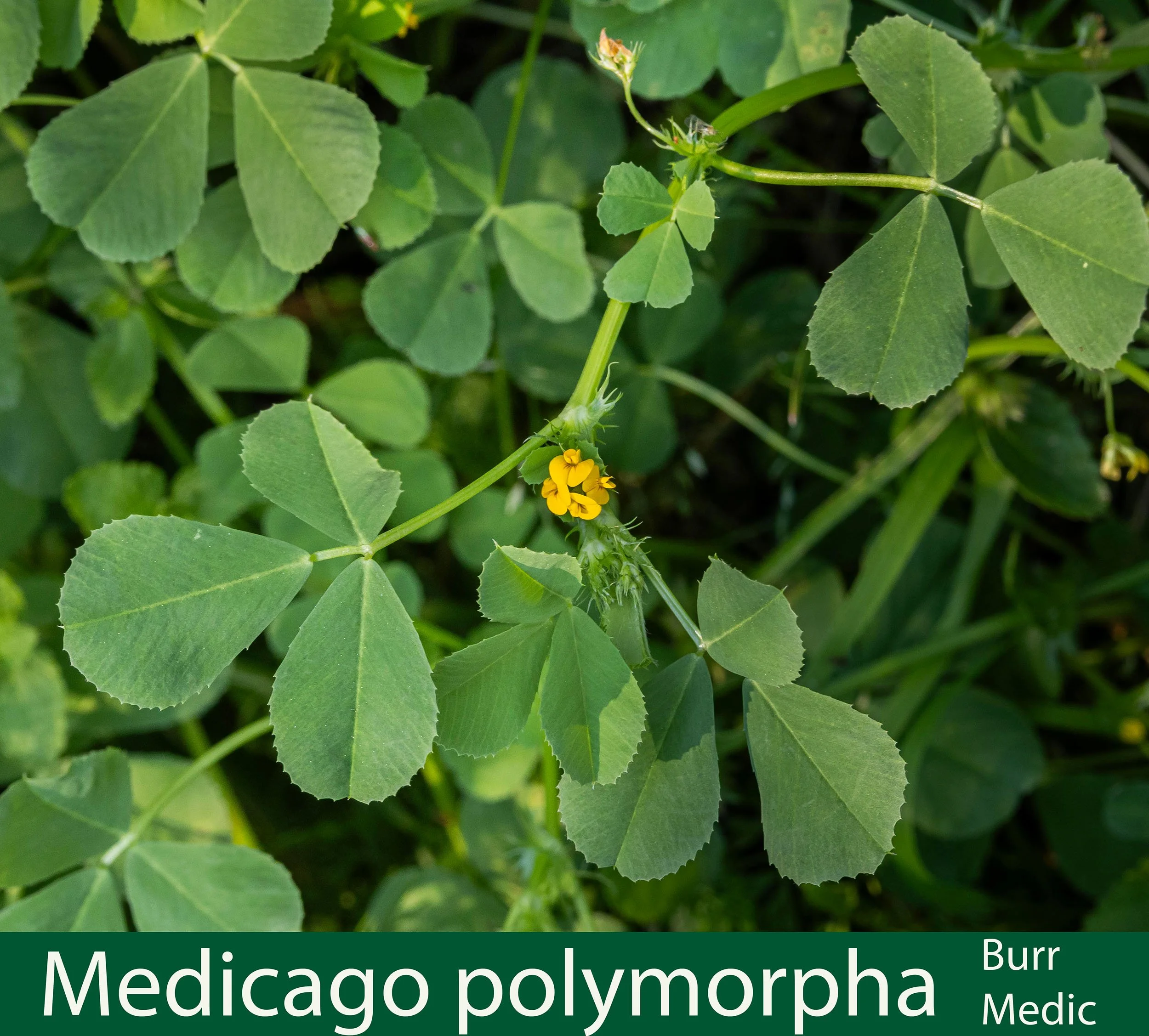 Medicago polymorpha.jpg