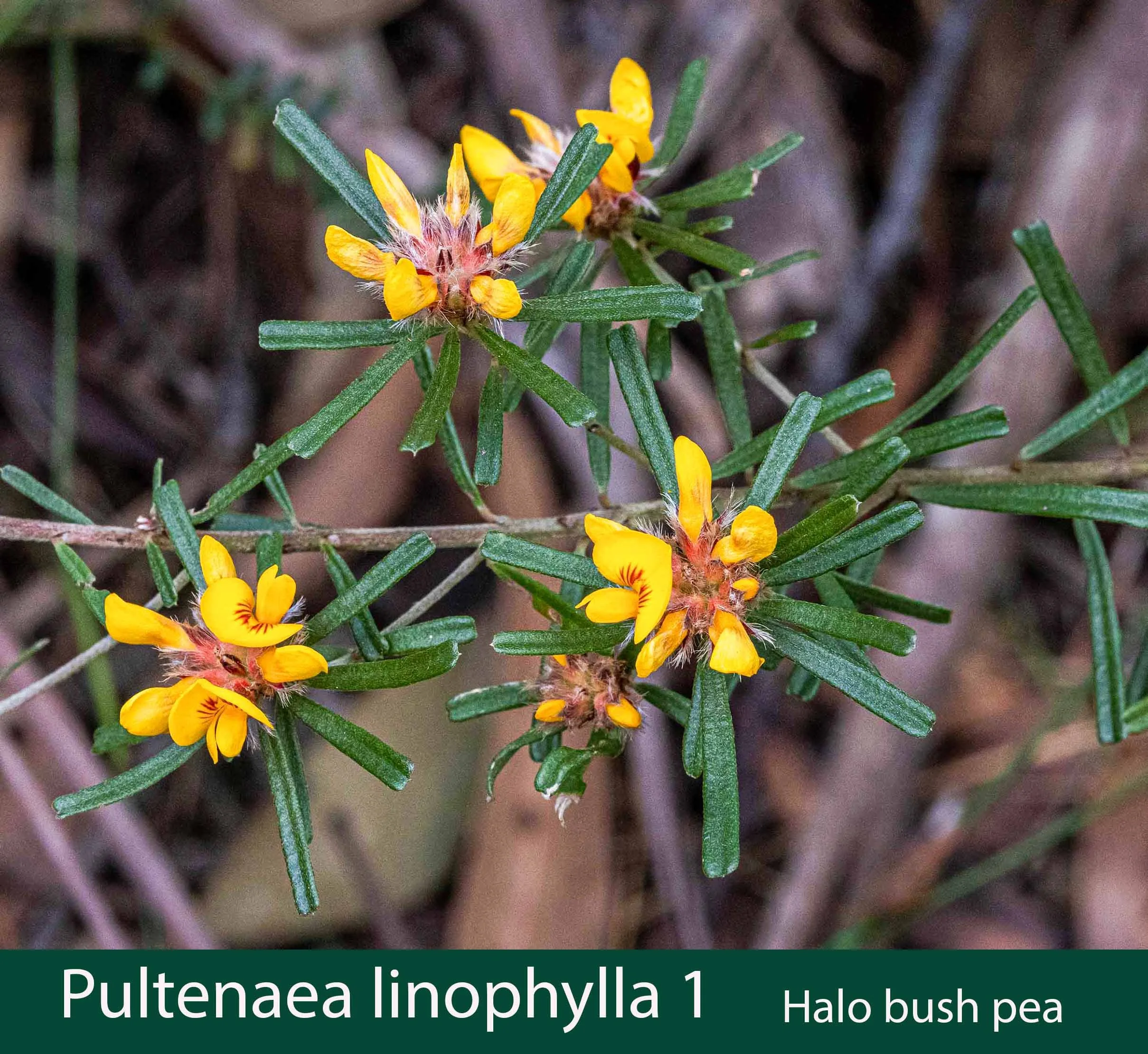 Pultenaea  linophylla 1   Halo bush pea_.jpg