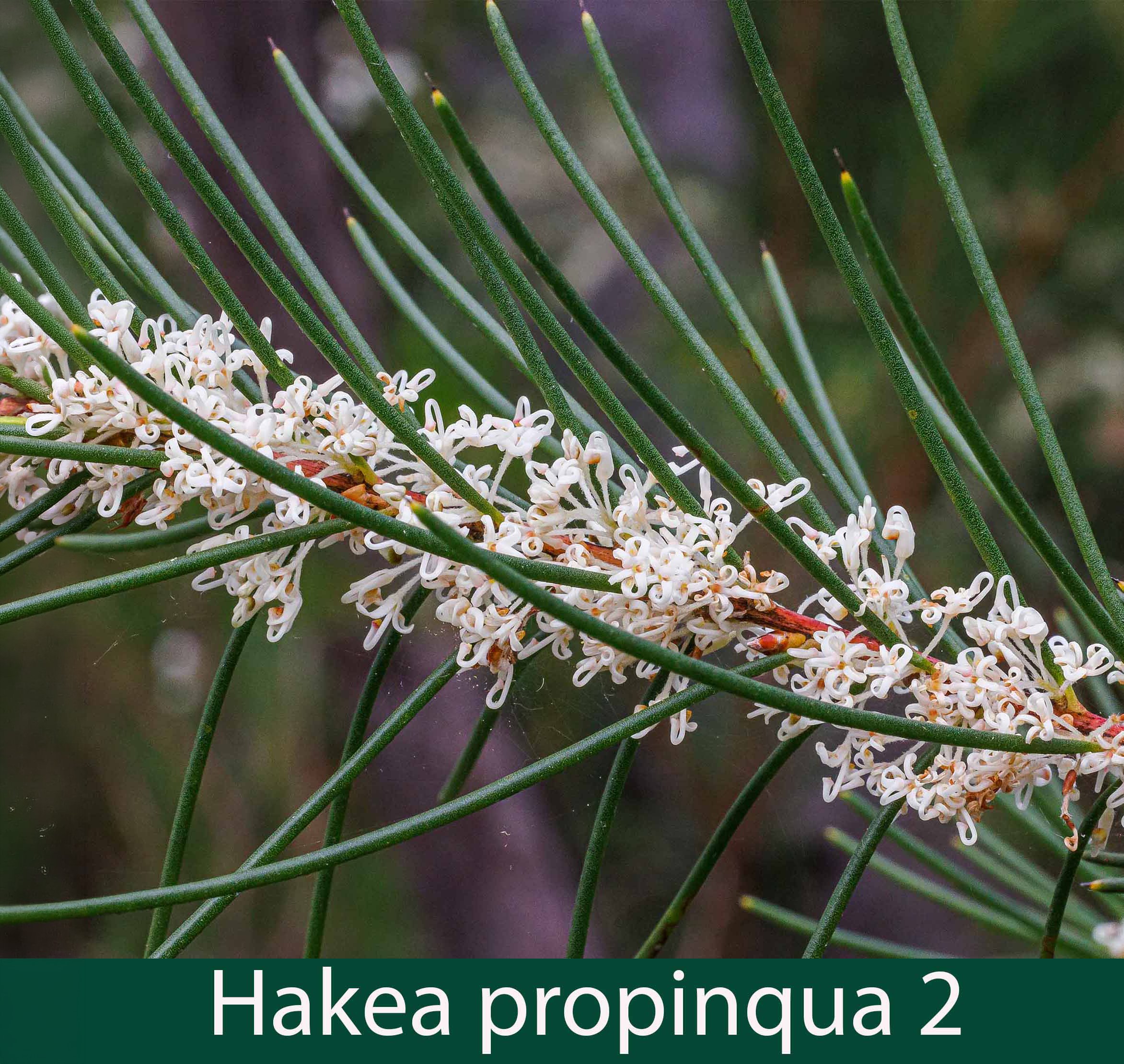 Hakea propinqua 2_.jpg