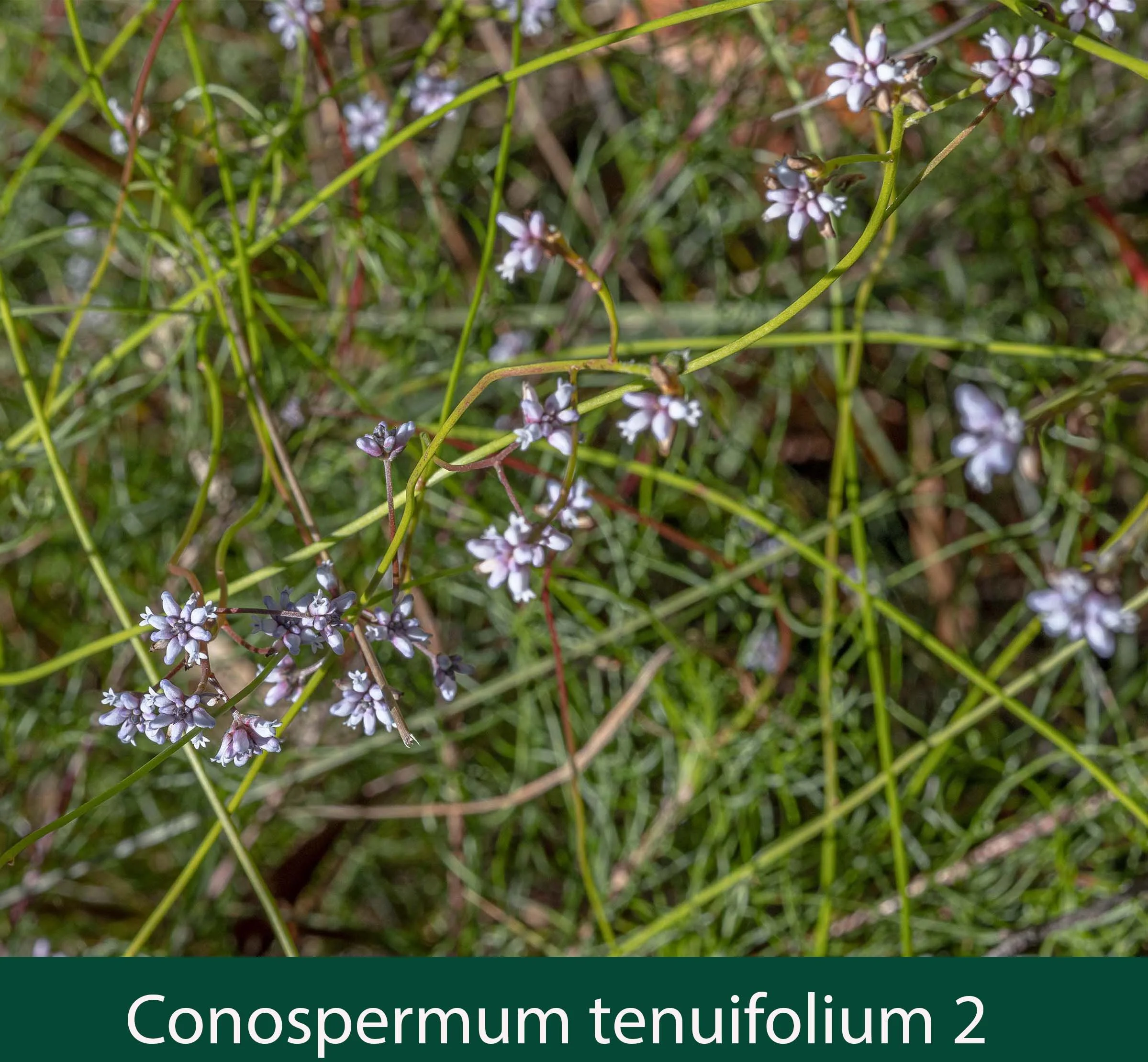 Conospermum tenuifolium 2_.jpg