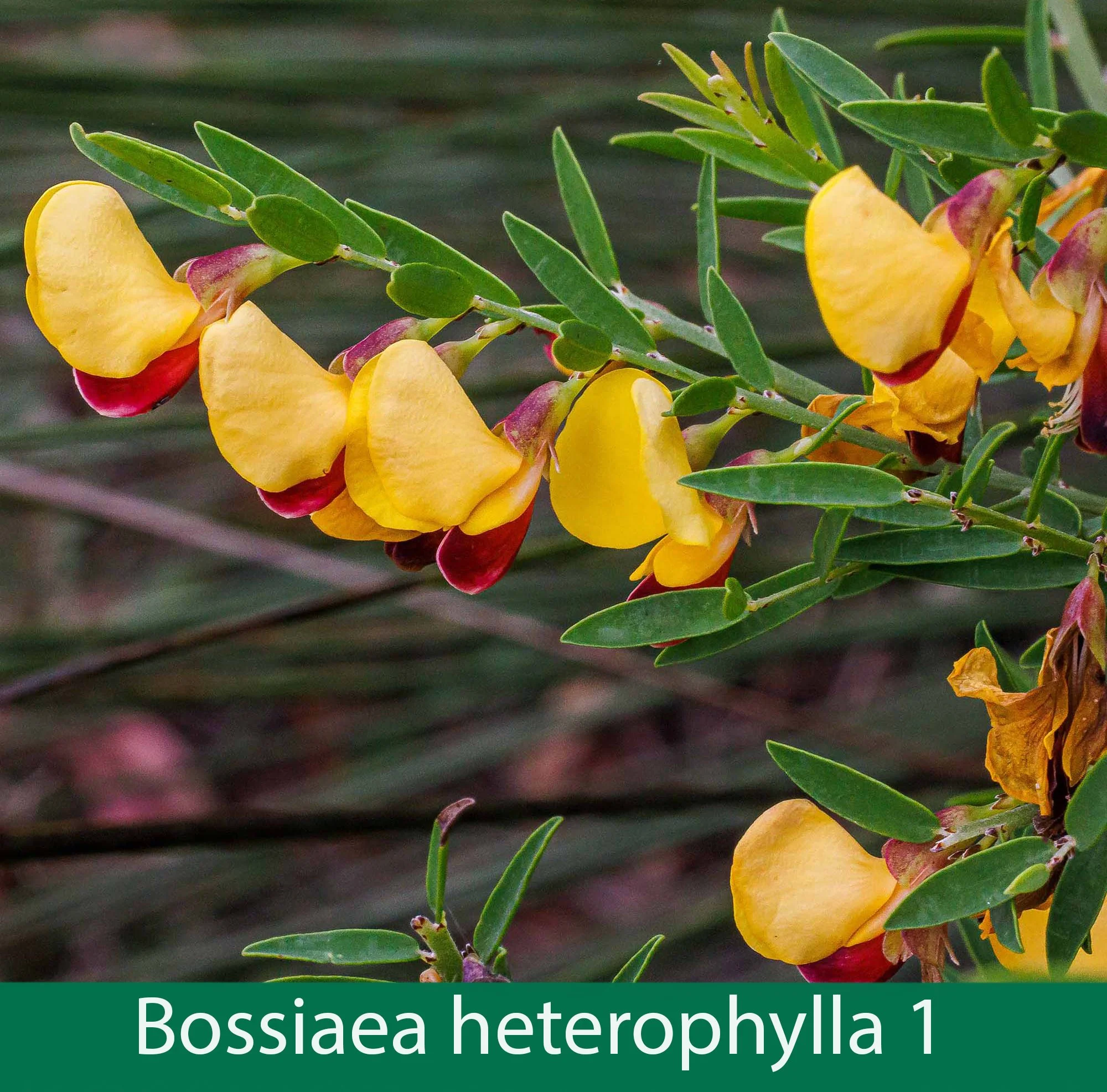 Bossiaea heterophylla 1   Variable Bossiaea.jpg