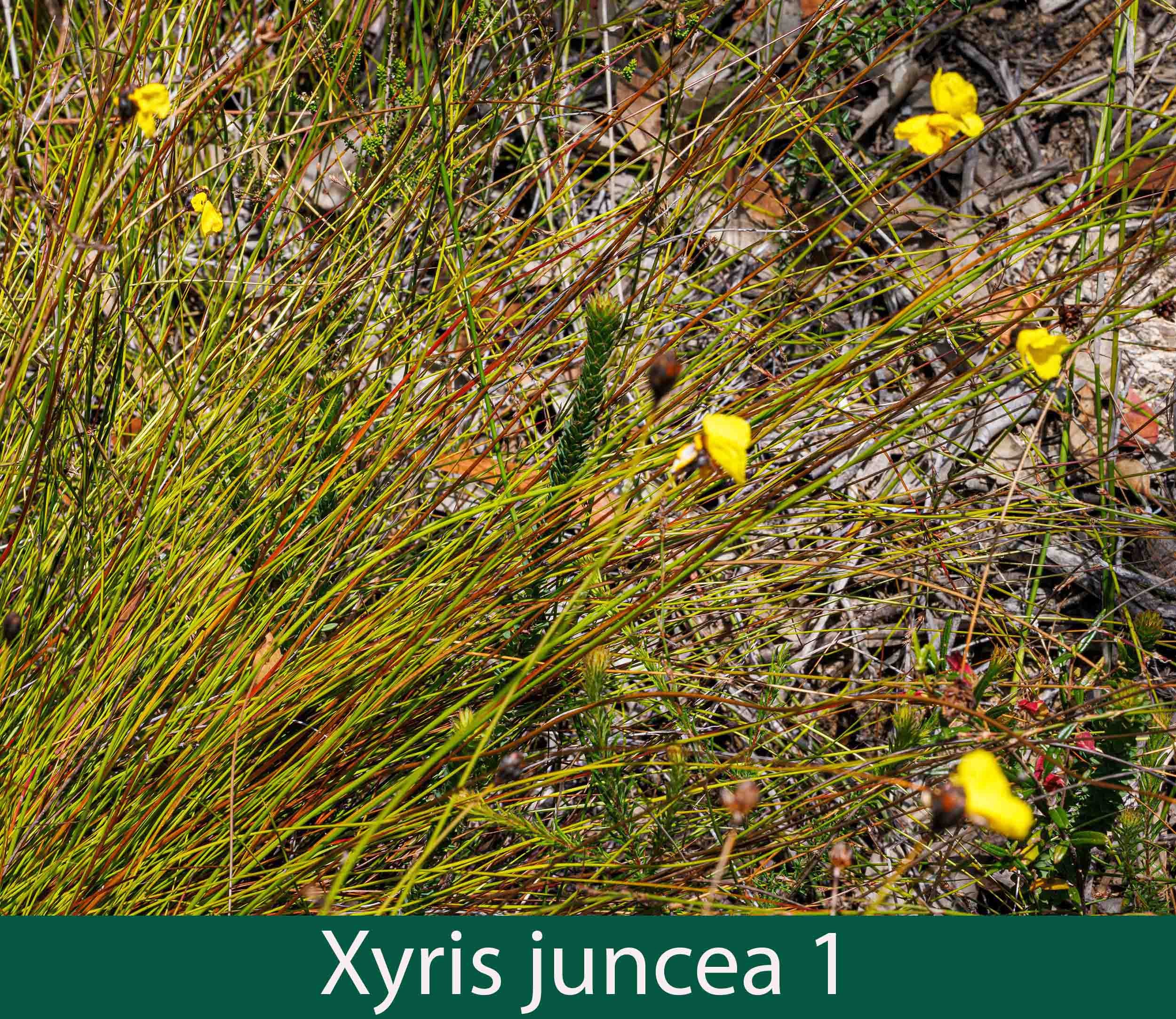 Xyris juncea 1   Dwarf yellow-eye.jpg