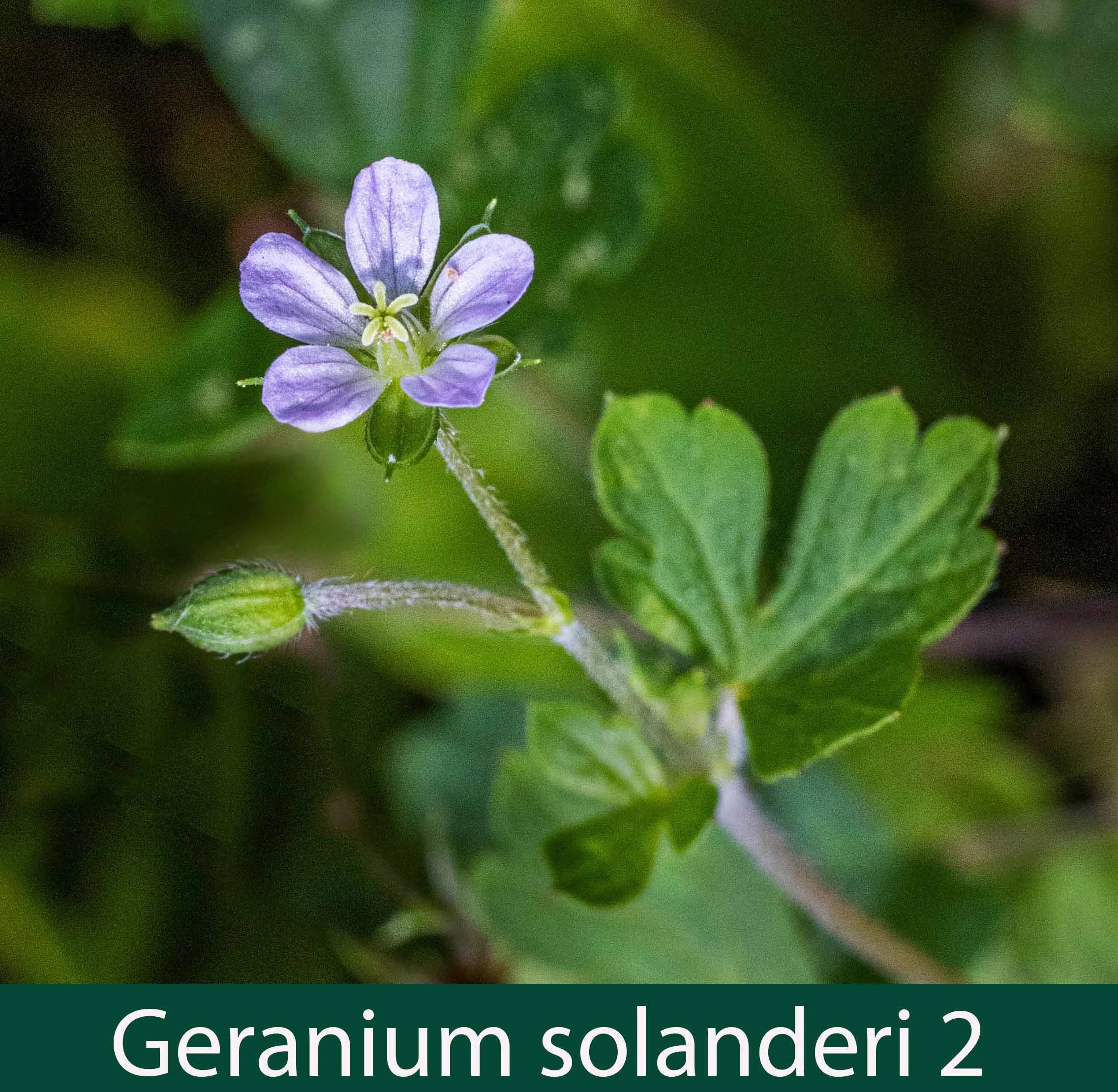Geranium solanderi 2.jpg