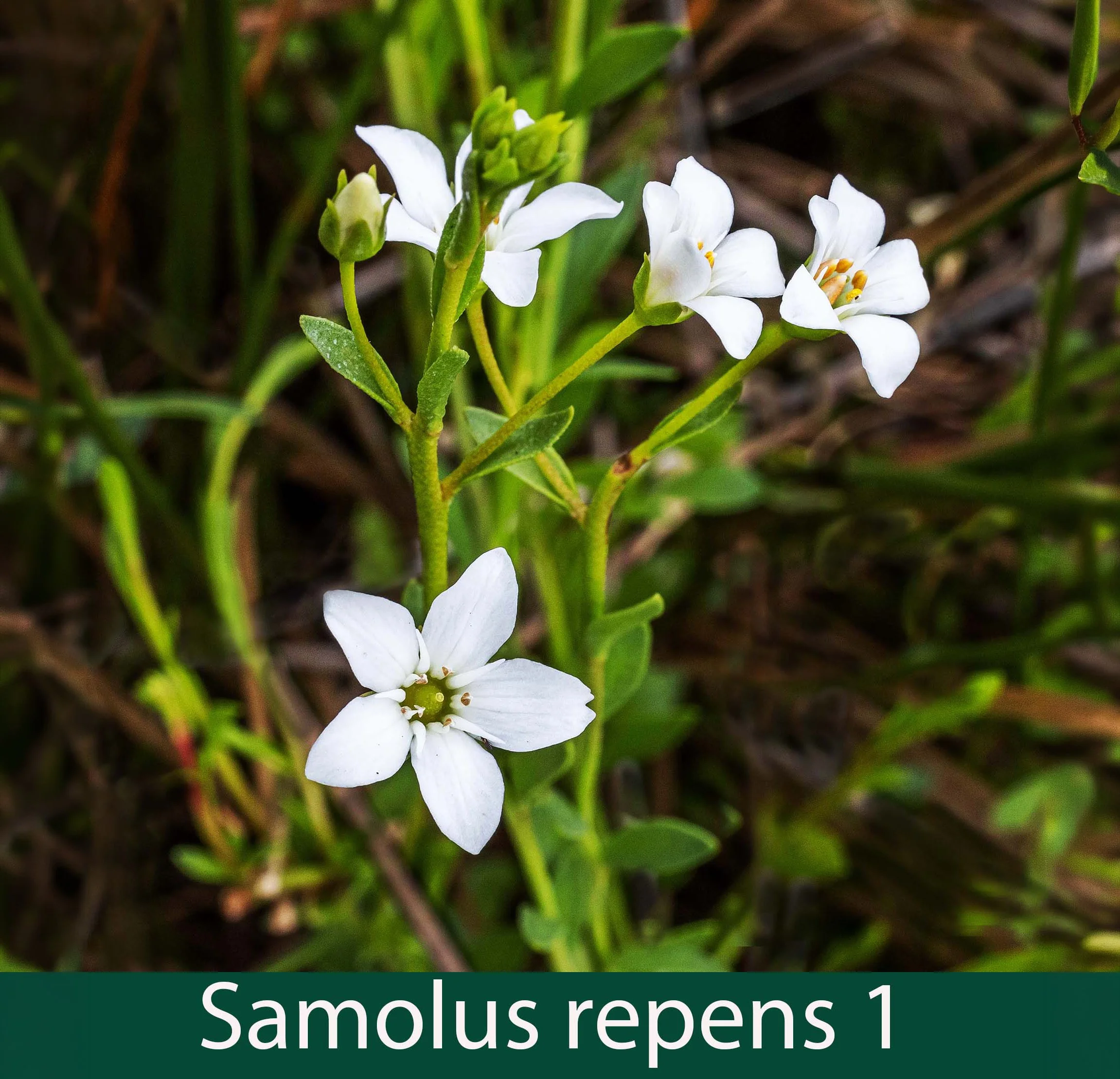 Samolus repens 1_.jpg