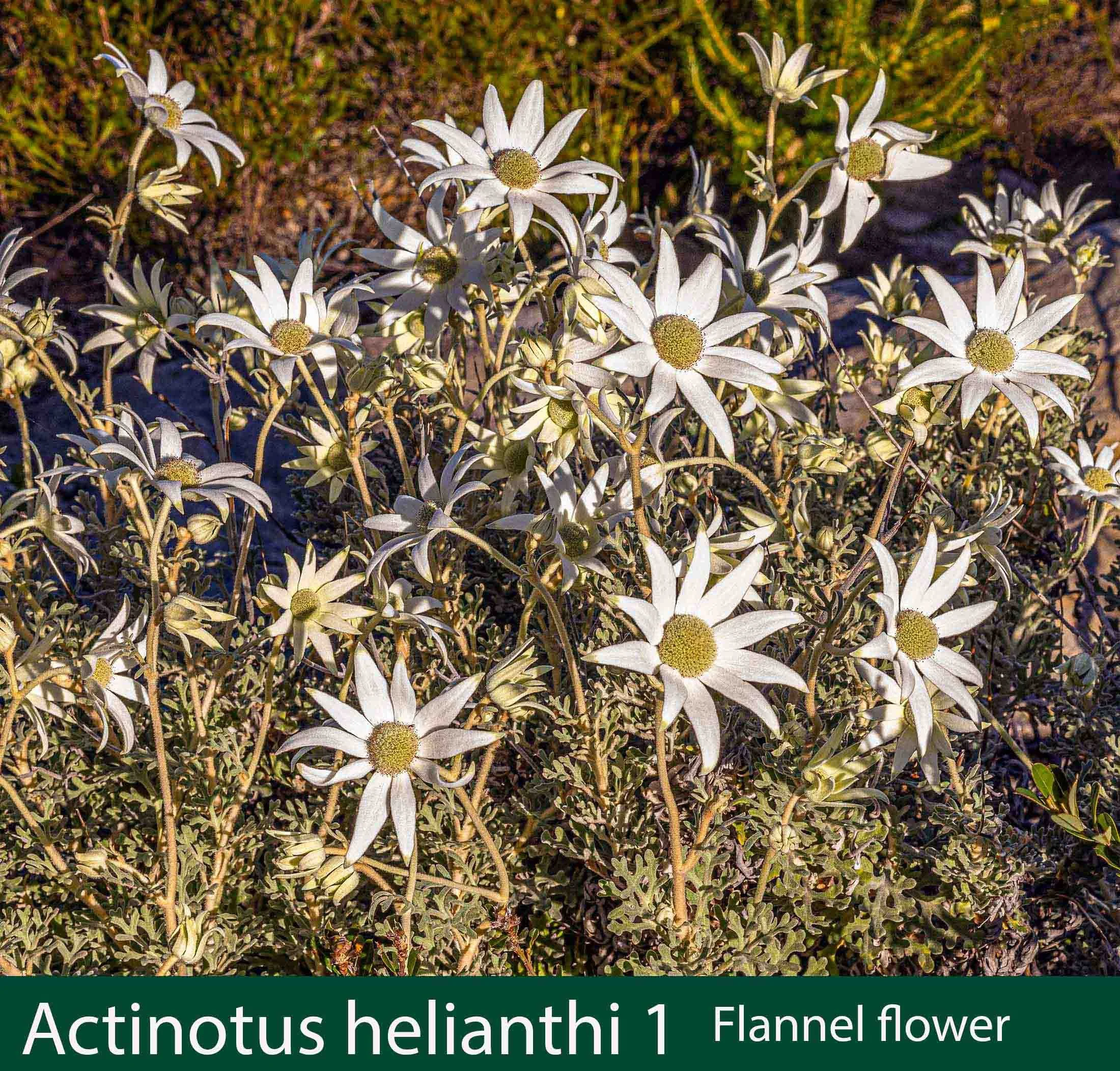 Actinotus helianthi 1 Flannel Flower.jpg