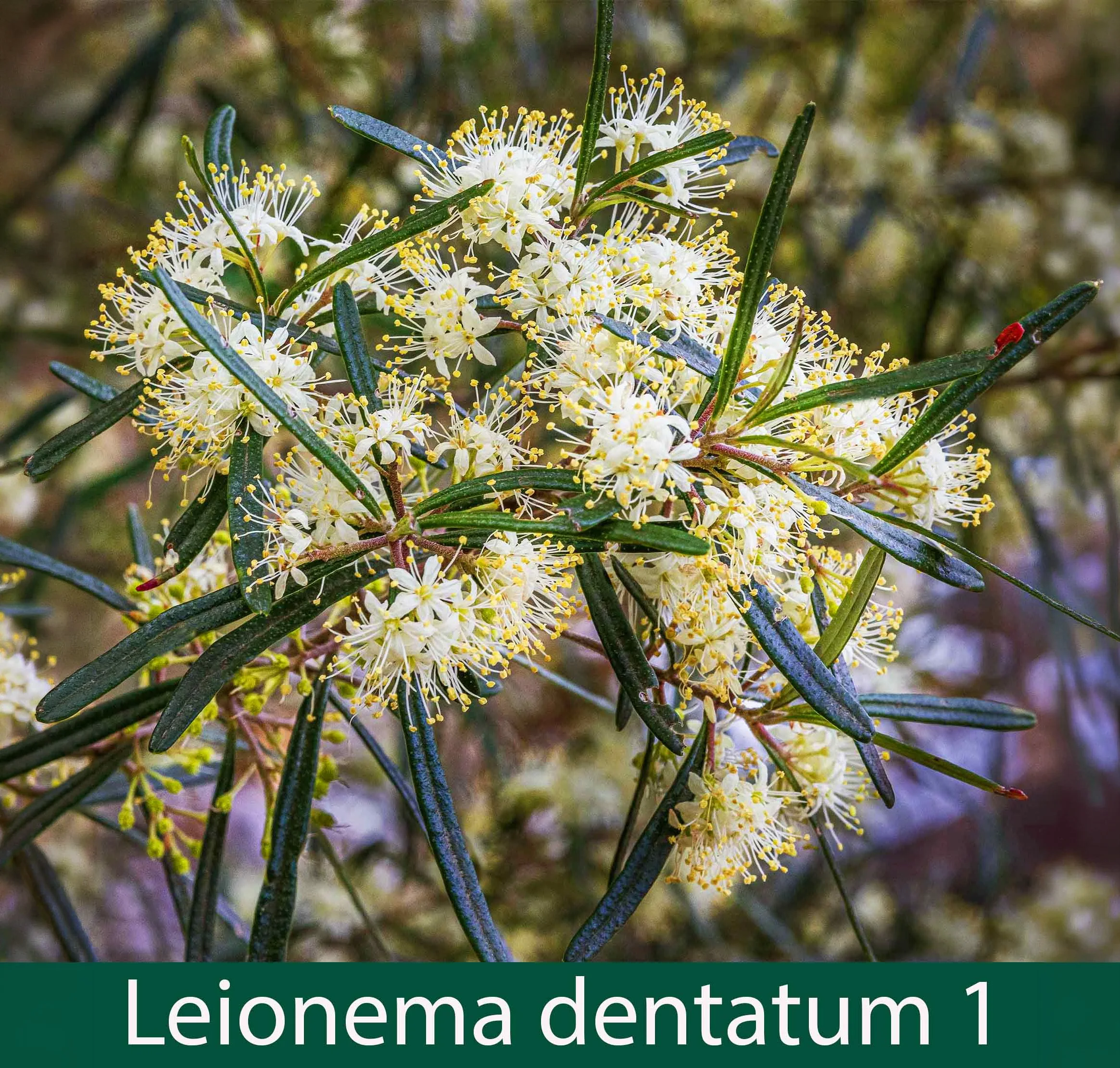 Leionema (previously phebalium) dentatum 1_.jpg