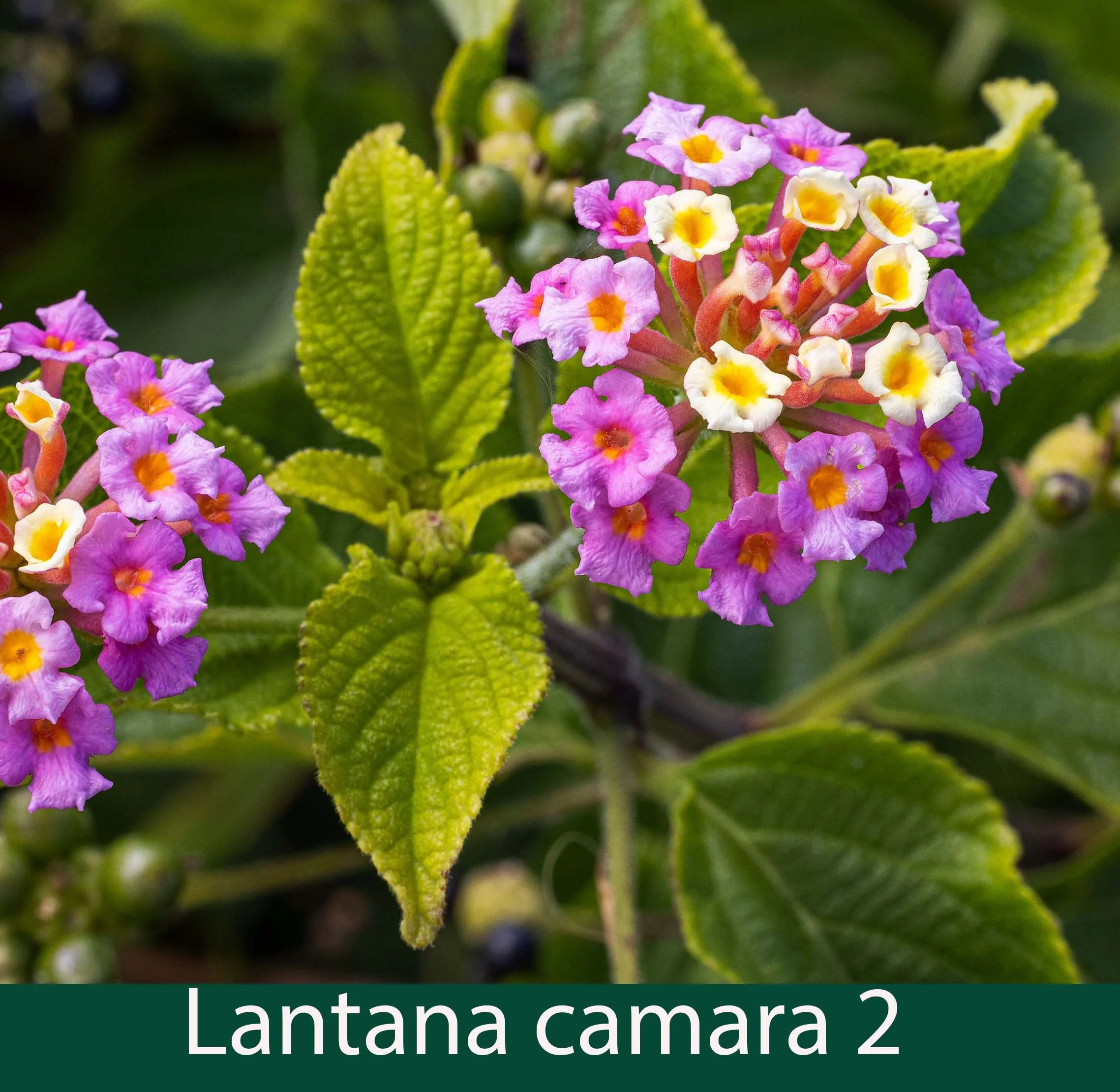 Lantana camara 2_.jpg