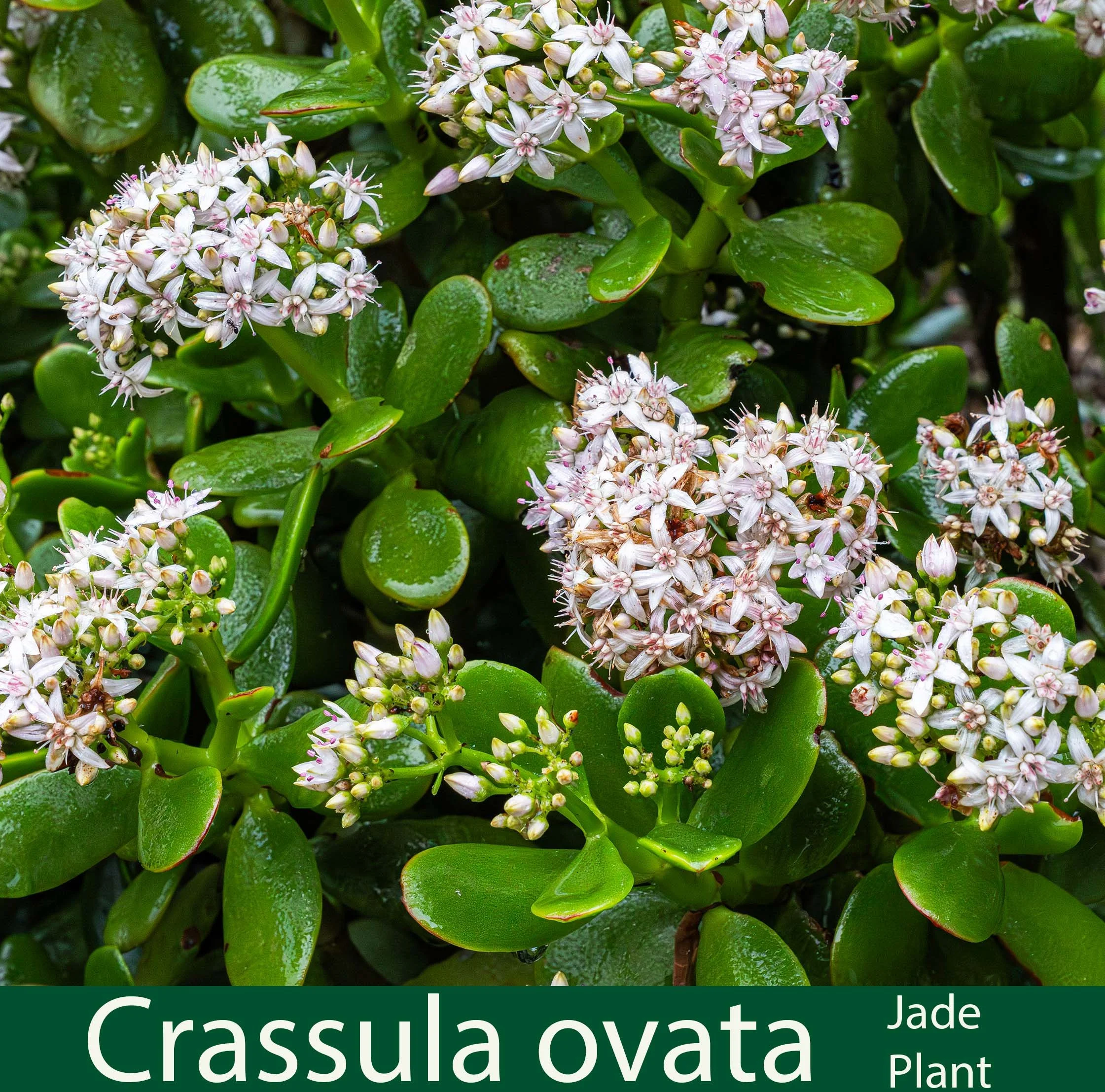 Crassula ovata-a-Jade plant-.jpg