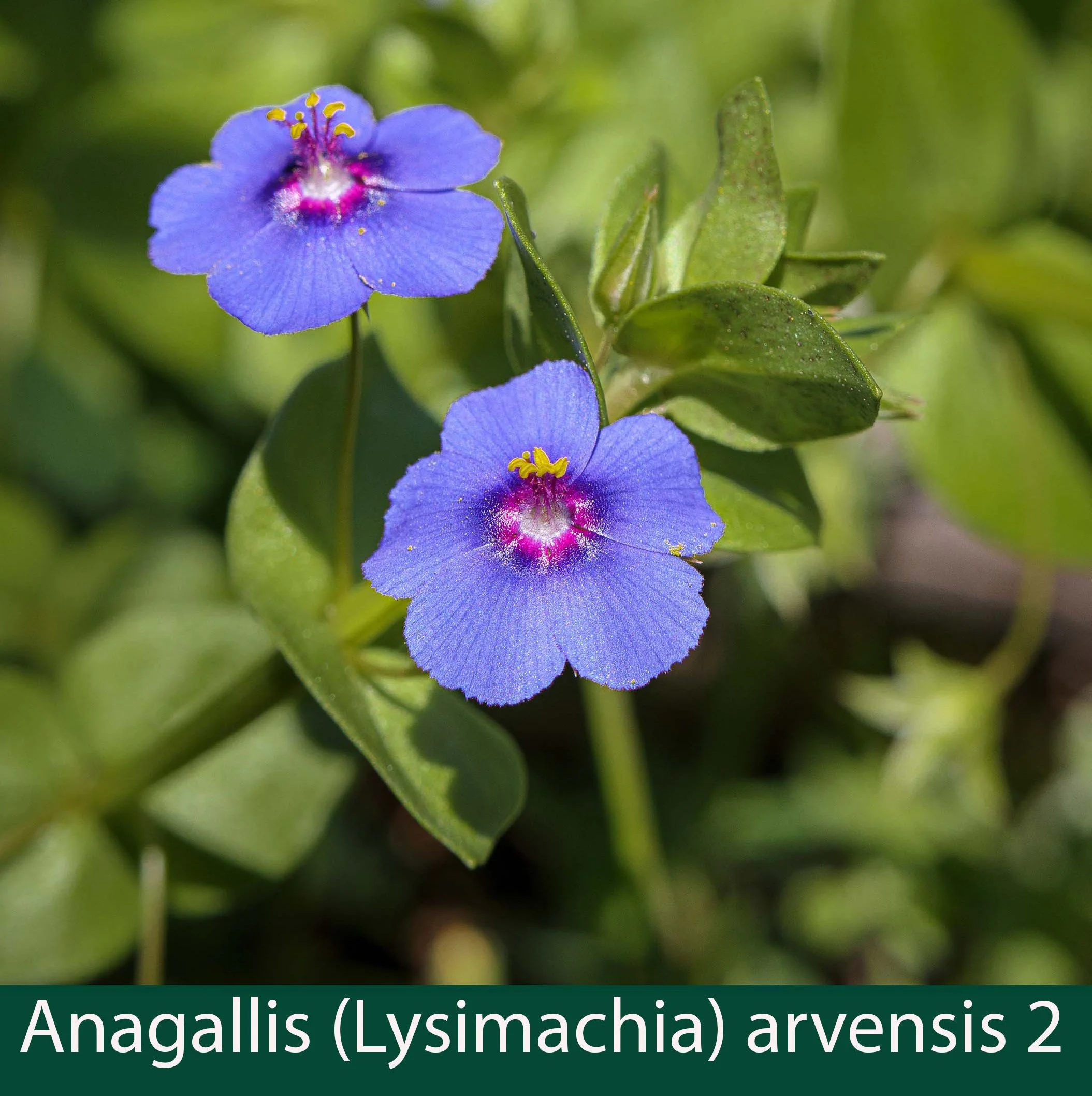Anagallis (Lysimachia) arvensis 2 blue form.jpg
