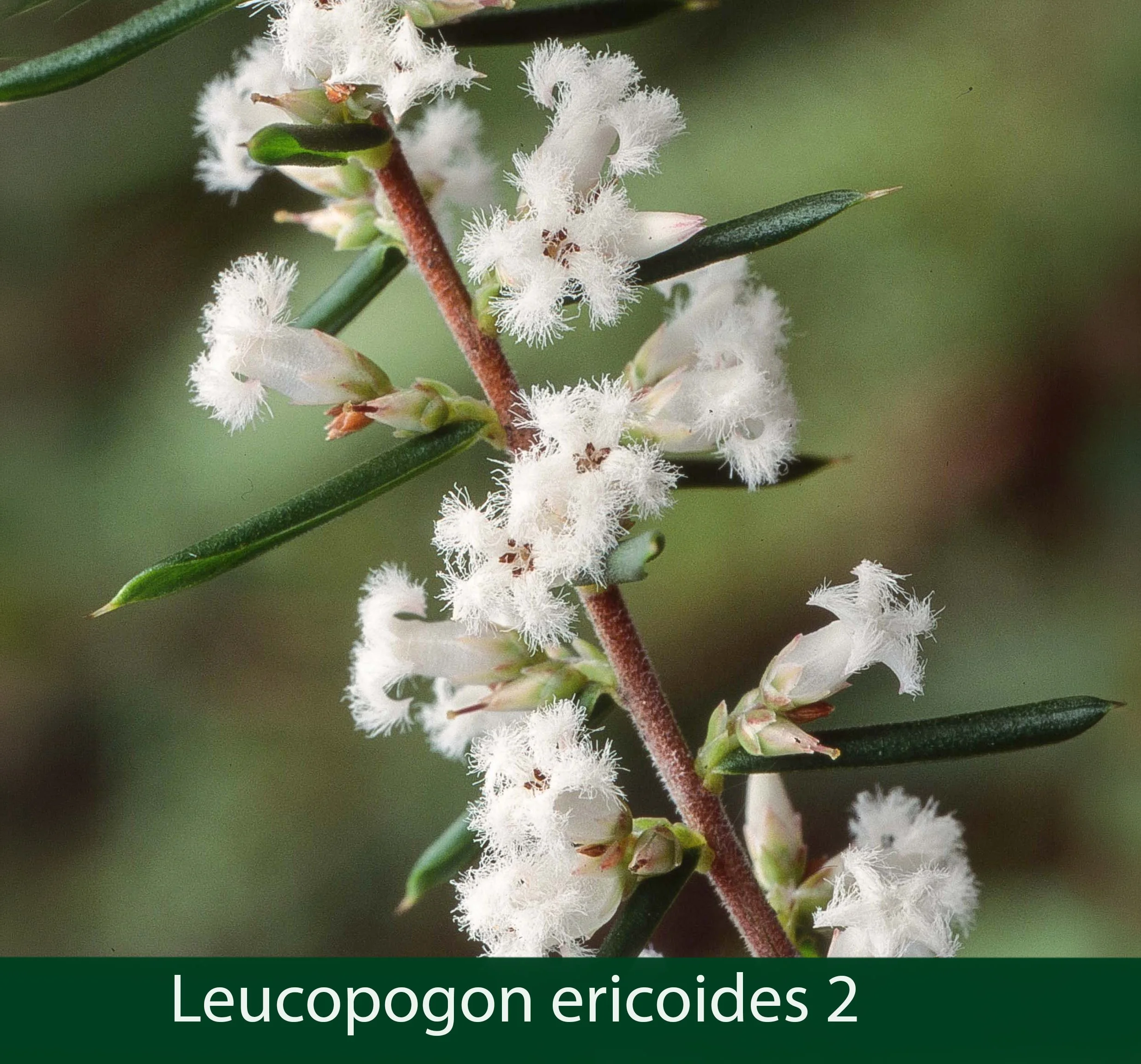 Leucopogon ericoides 2 .jpg