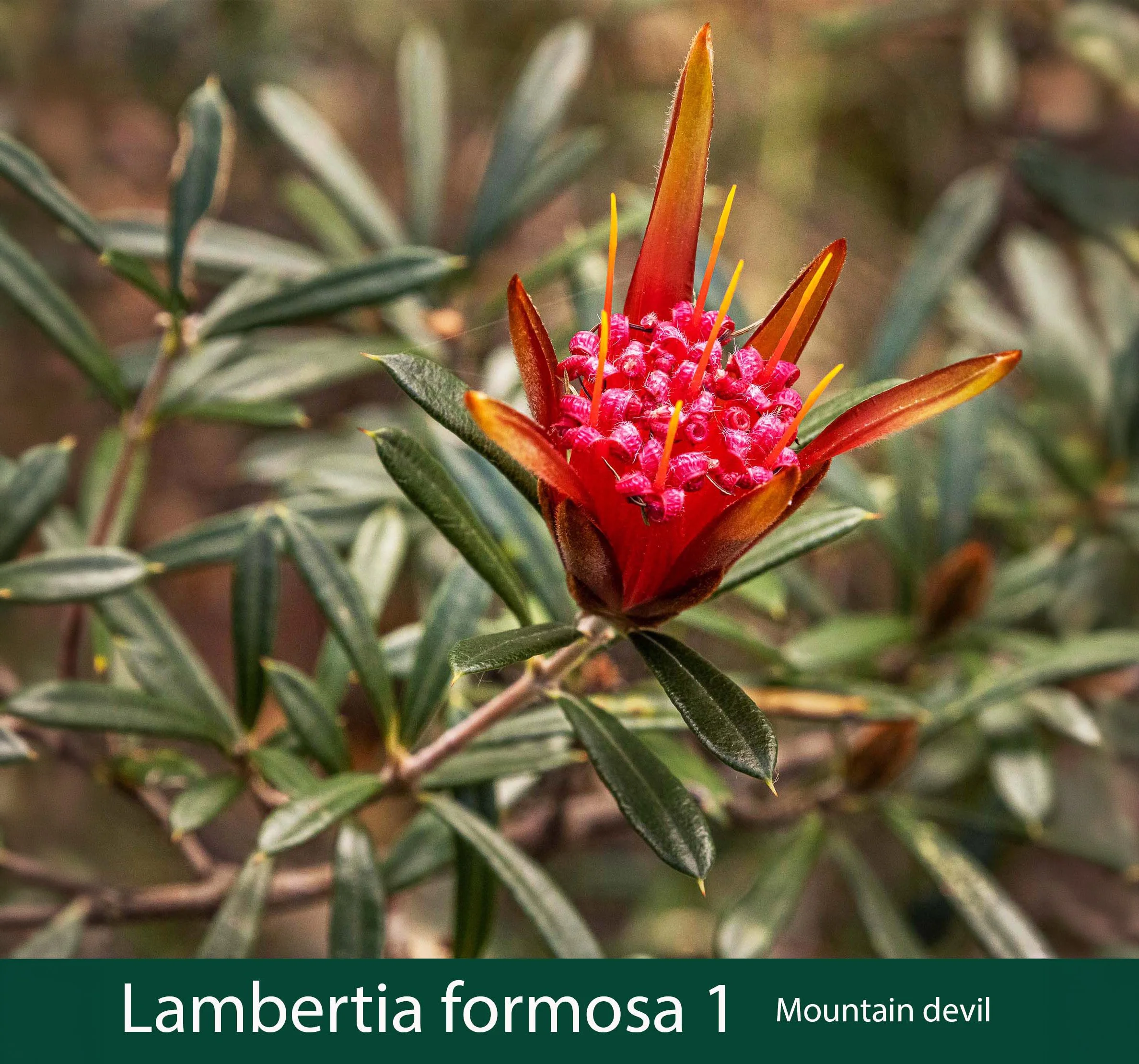 Lambertia formosa 1  Mountain devil.jpg