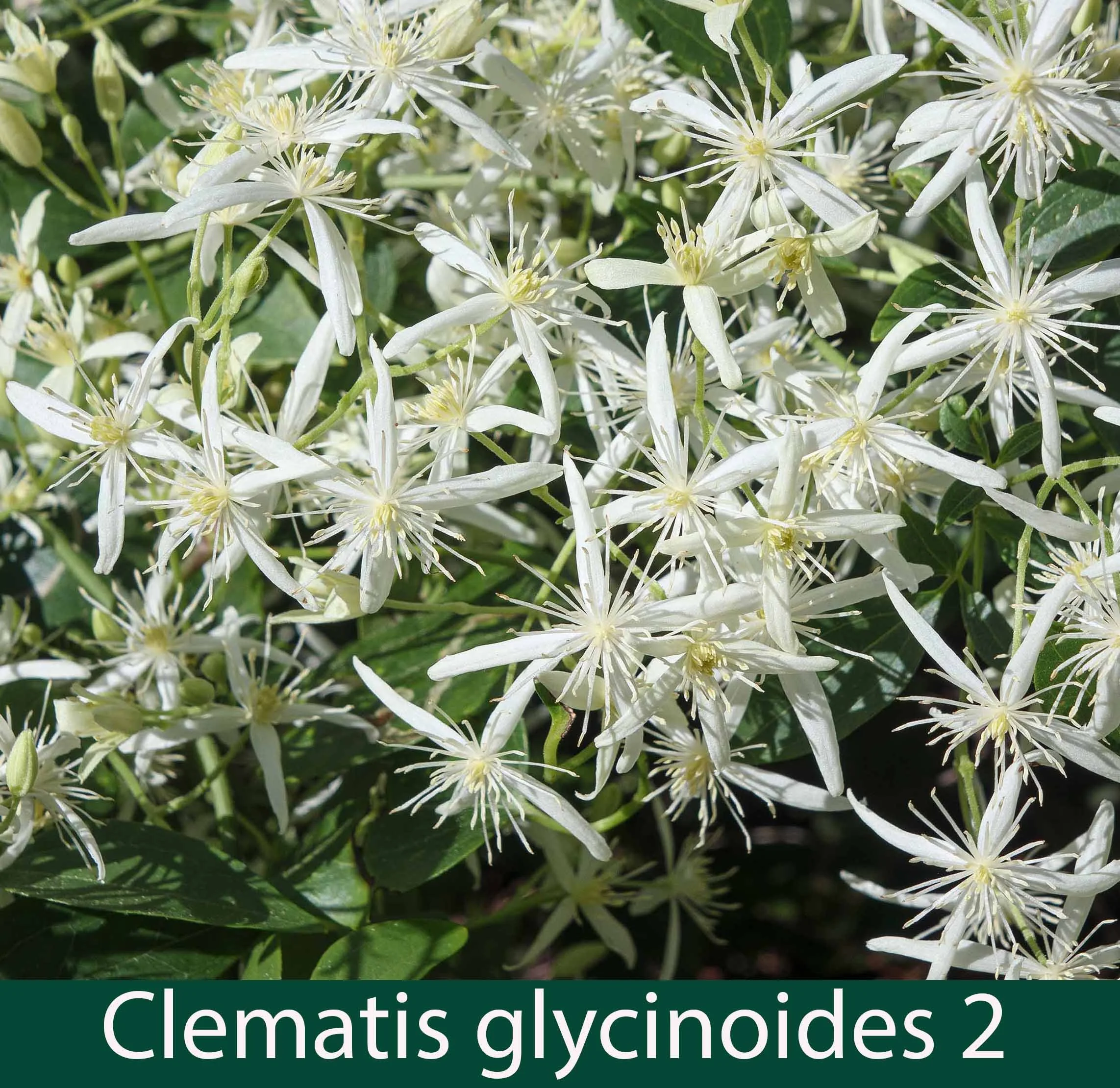 Clematis glycinoides 2_.jpg