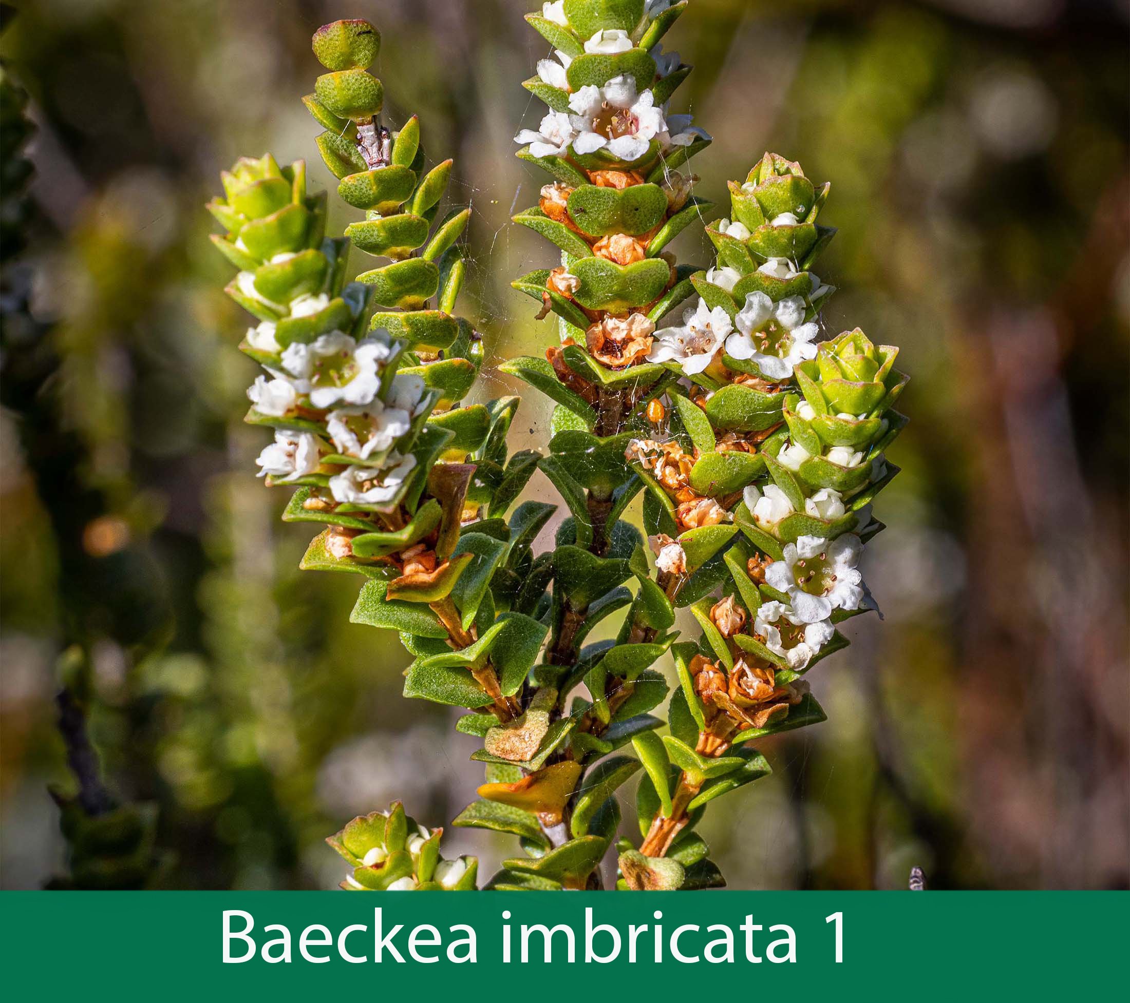 Baeckea imbricata 1_.jpg