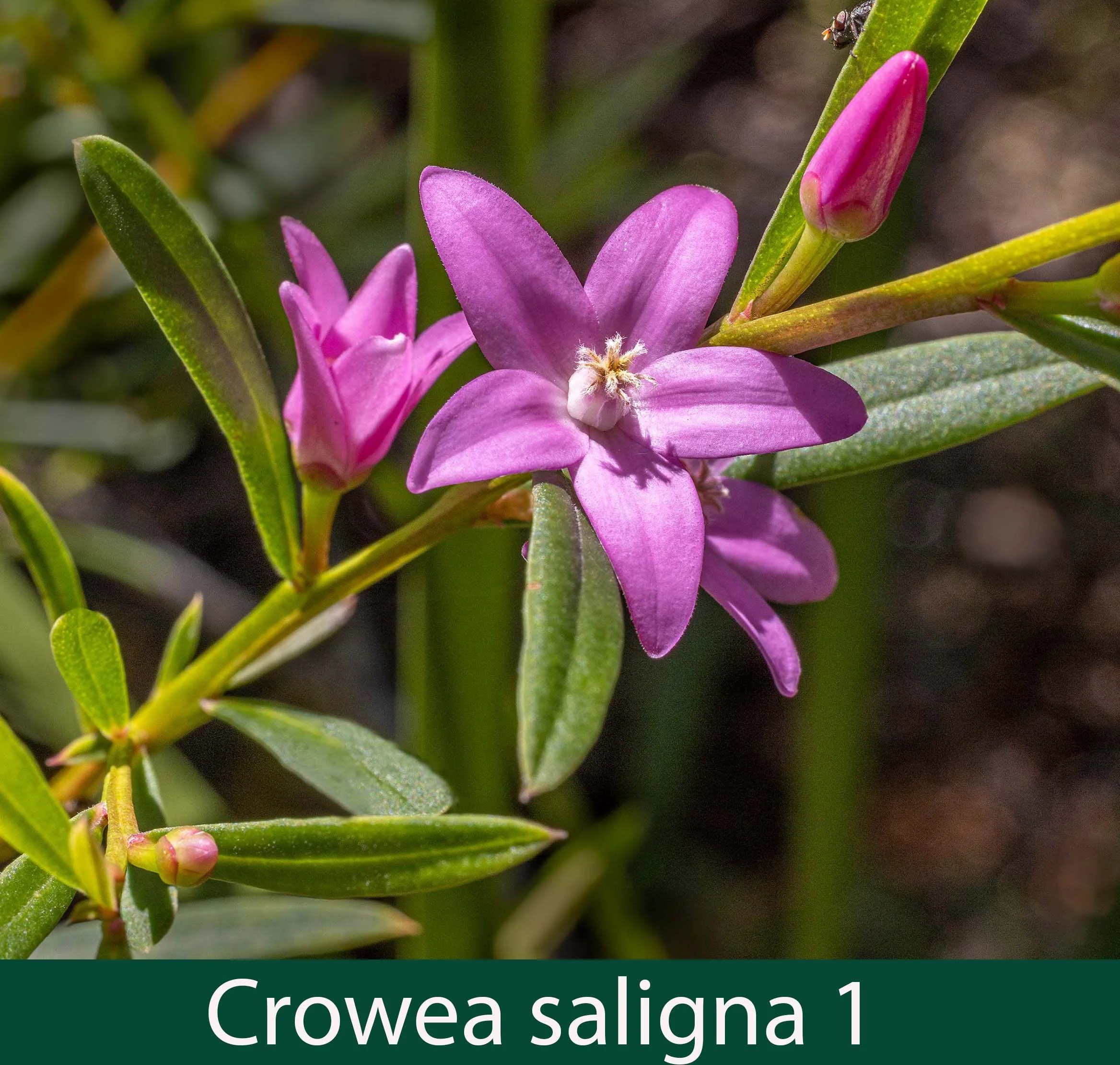 Crowea saligna 1_.jpg