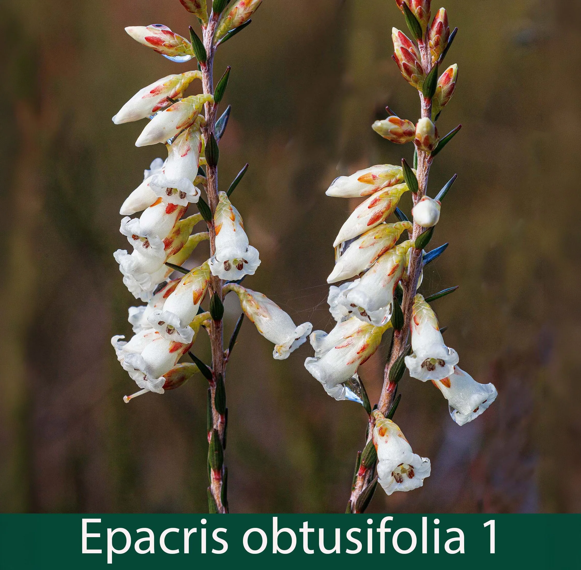 Epacris obtusifolia 1_.jpg