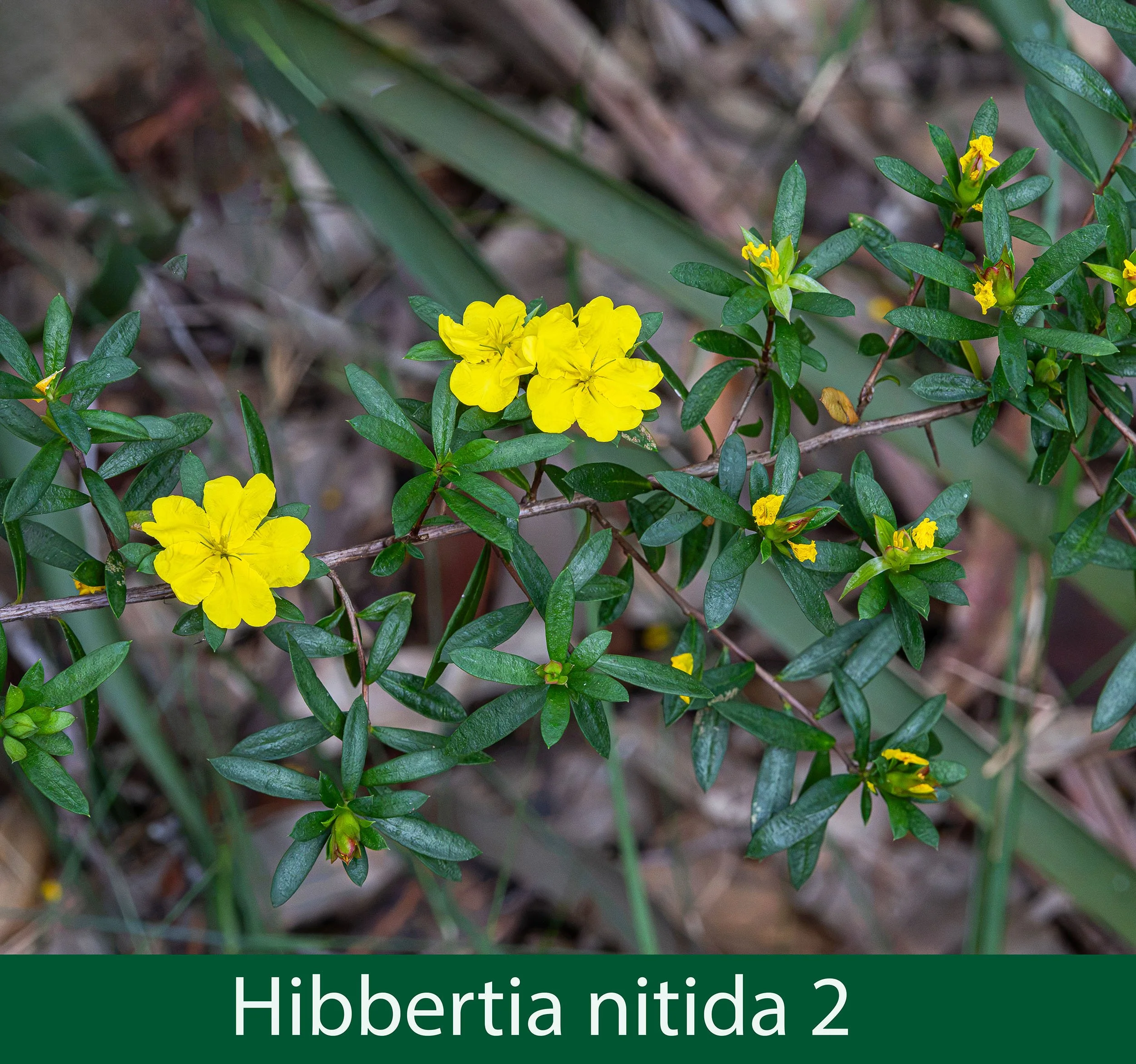 Hibbertia nitida 2-261A0823 .jpg