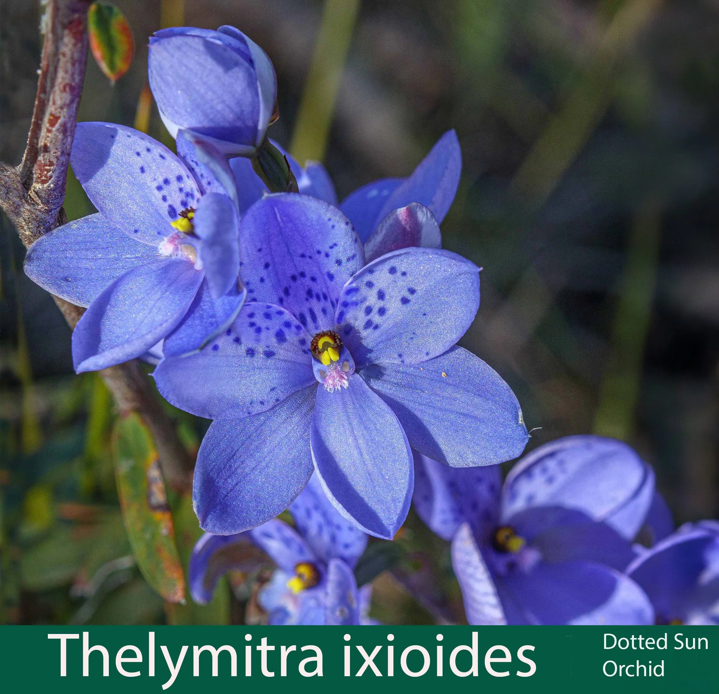 Thelymitra ixioides 1   Dotted sun orchid.jpg