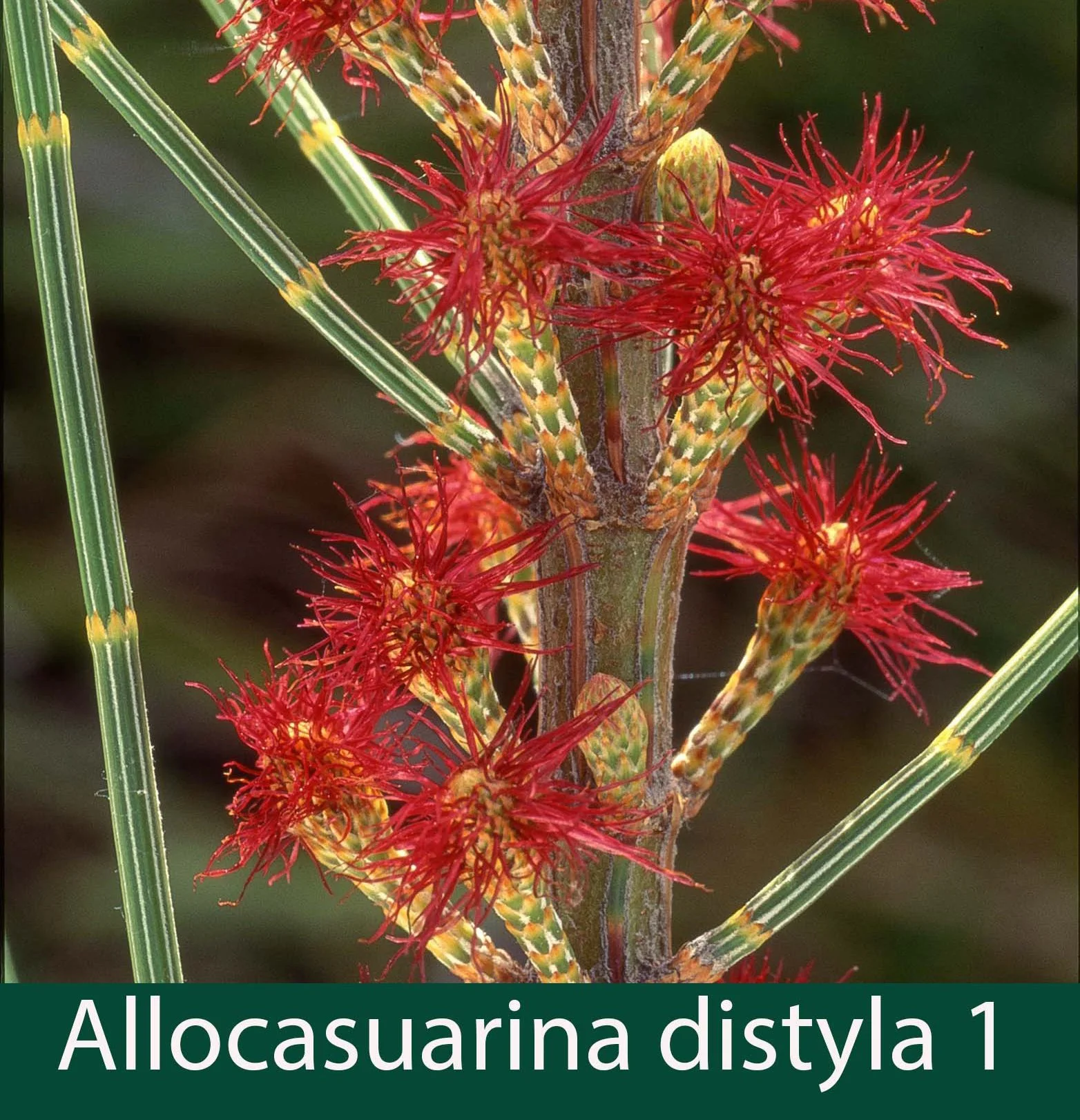 Allocasuarina distyla 1_.jpg