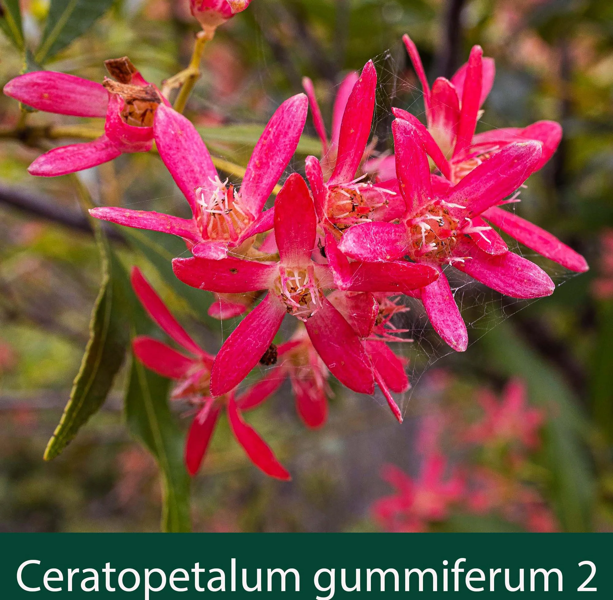 Ceropetalum gummiferum 2    Christmas bush.jpg