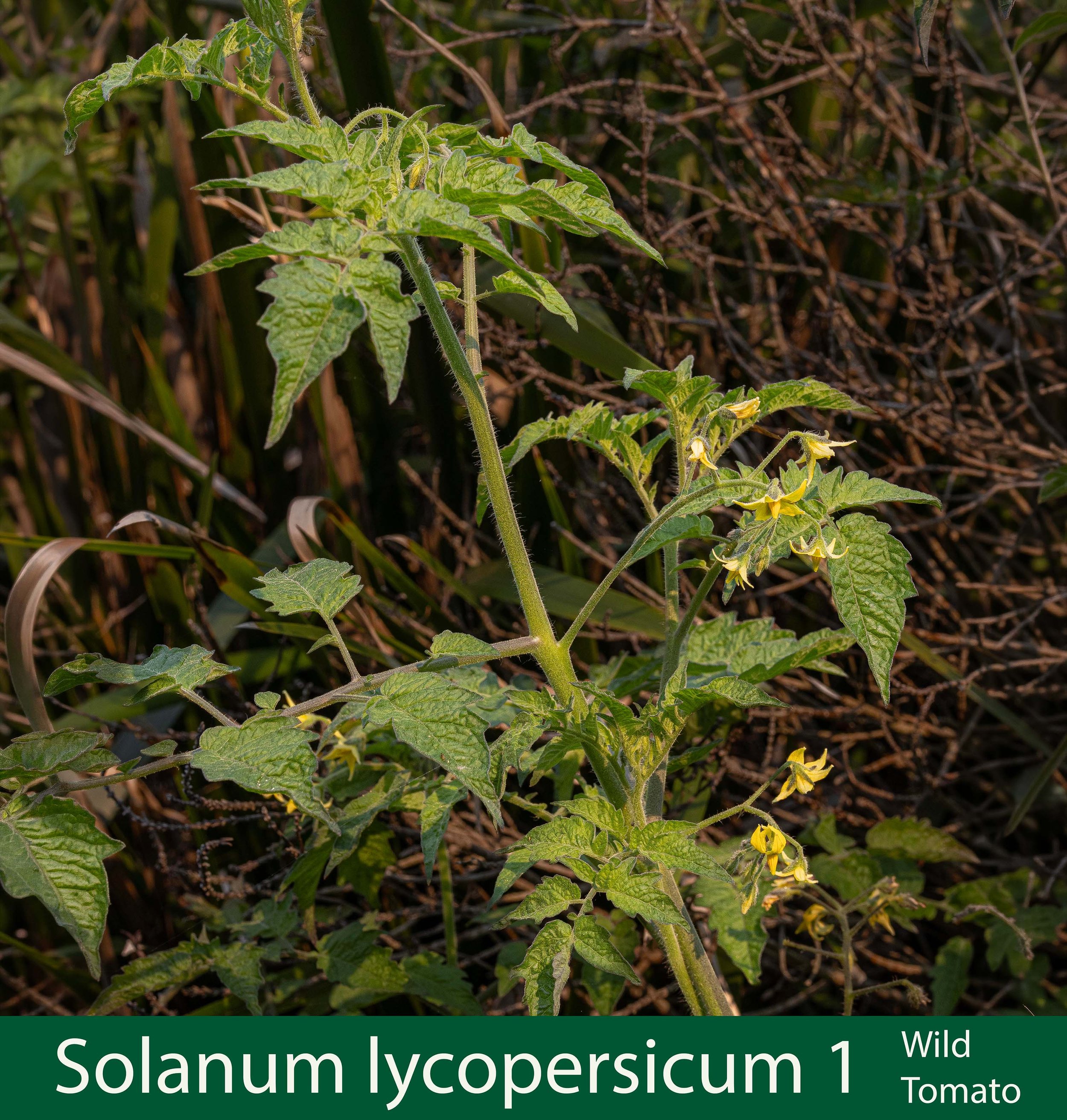 Solanum lycopersicum 1-Wild tomato--261A0394_.jpg