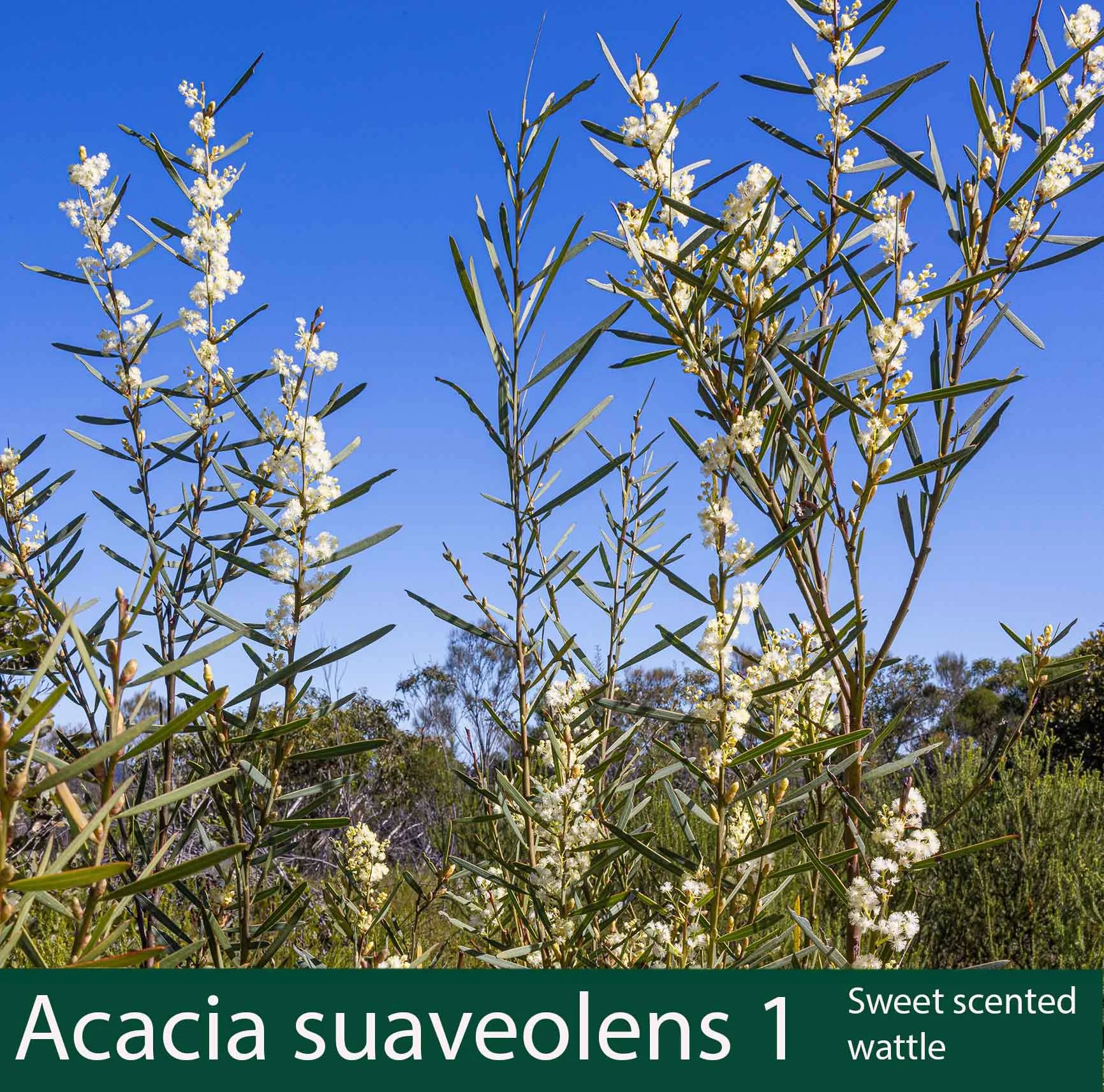 Acacia  suaveolens 1  Sweet scented Wattle.jpg