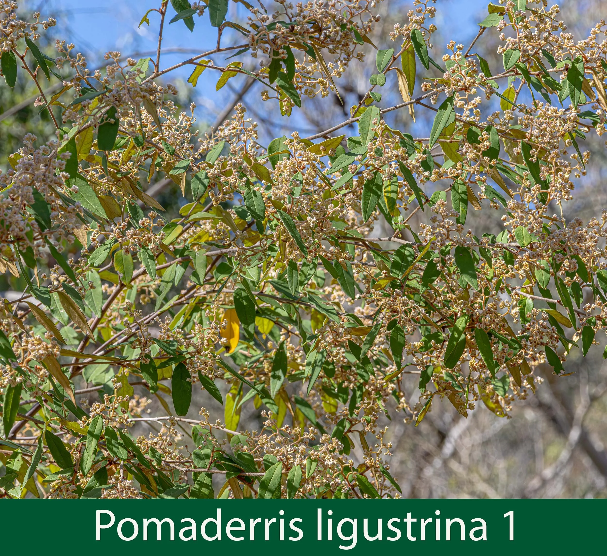 Pomaderris ligustrina 1--261A9196.jpg