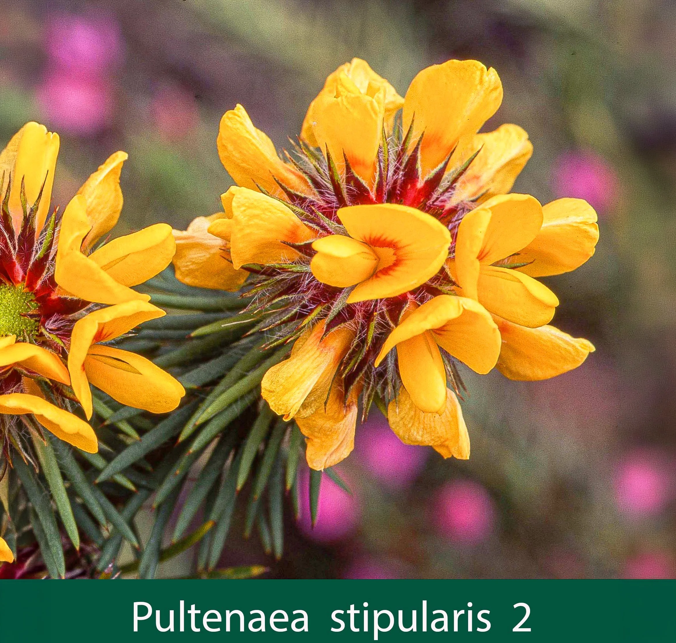 Pultenaea stipularis 2_.jpg