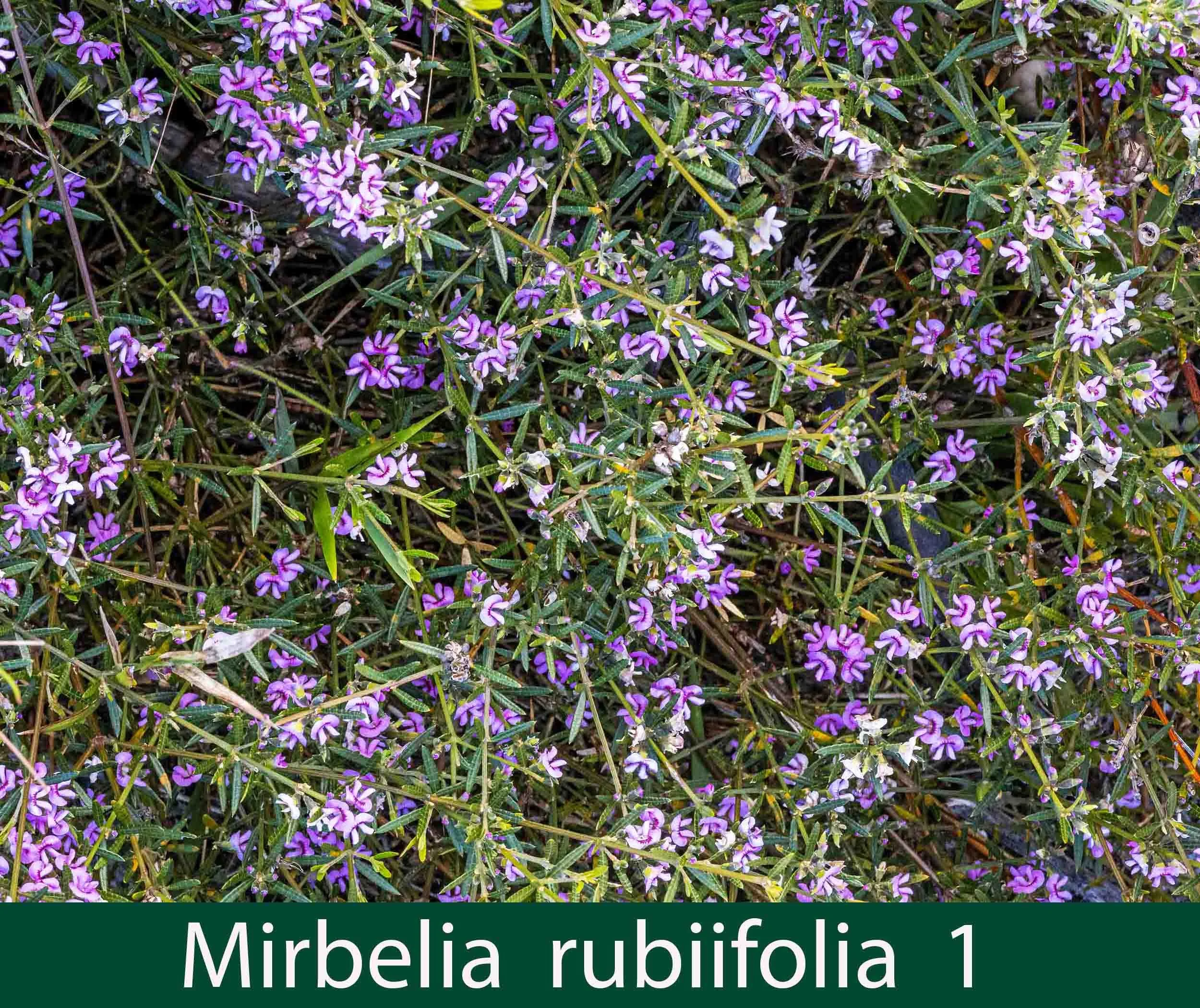 Mirbelia rubiifolia 1_.jpg