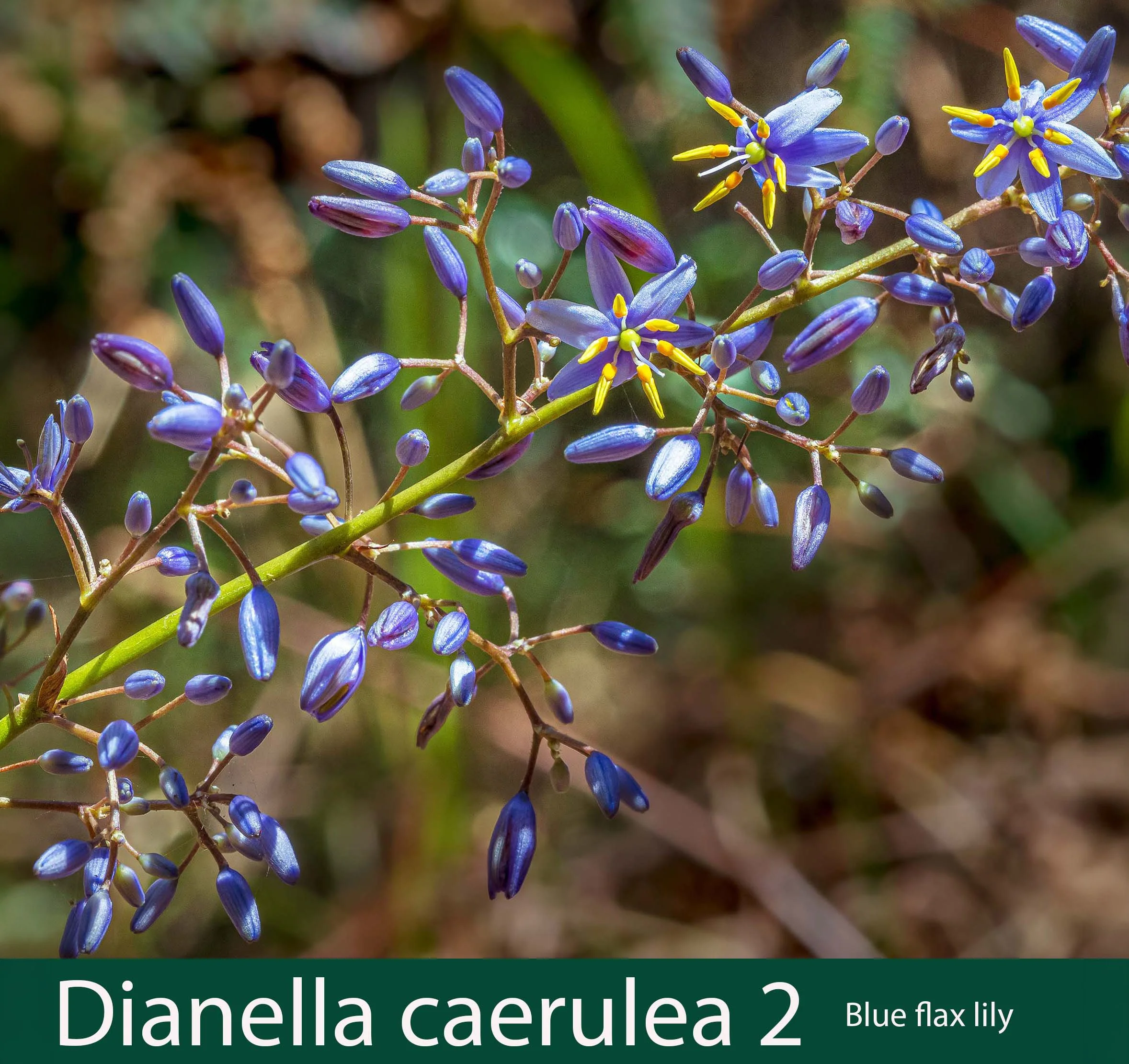 Dianella caerulea 2    Blue flax lily.jpg