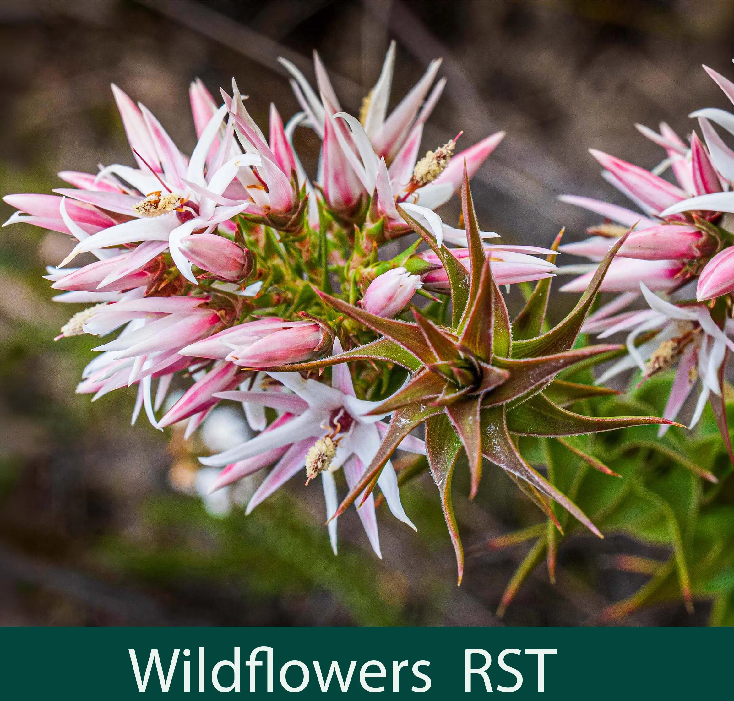 Wildflowers RST