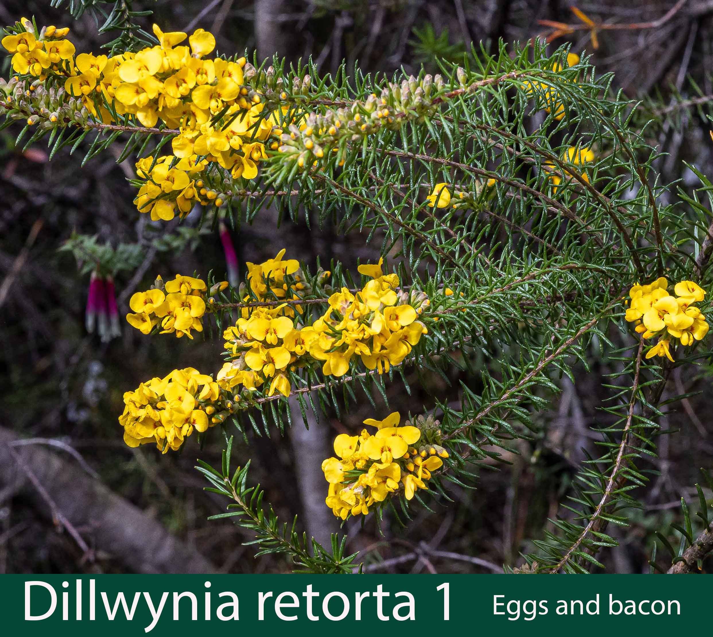 Dillwynia retorta 1   Eggs and bacon.jpg