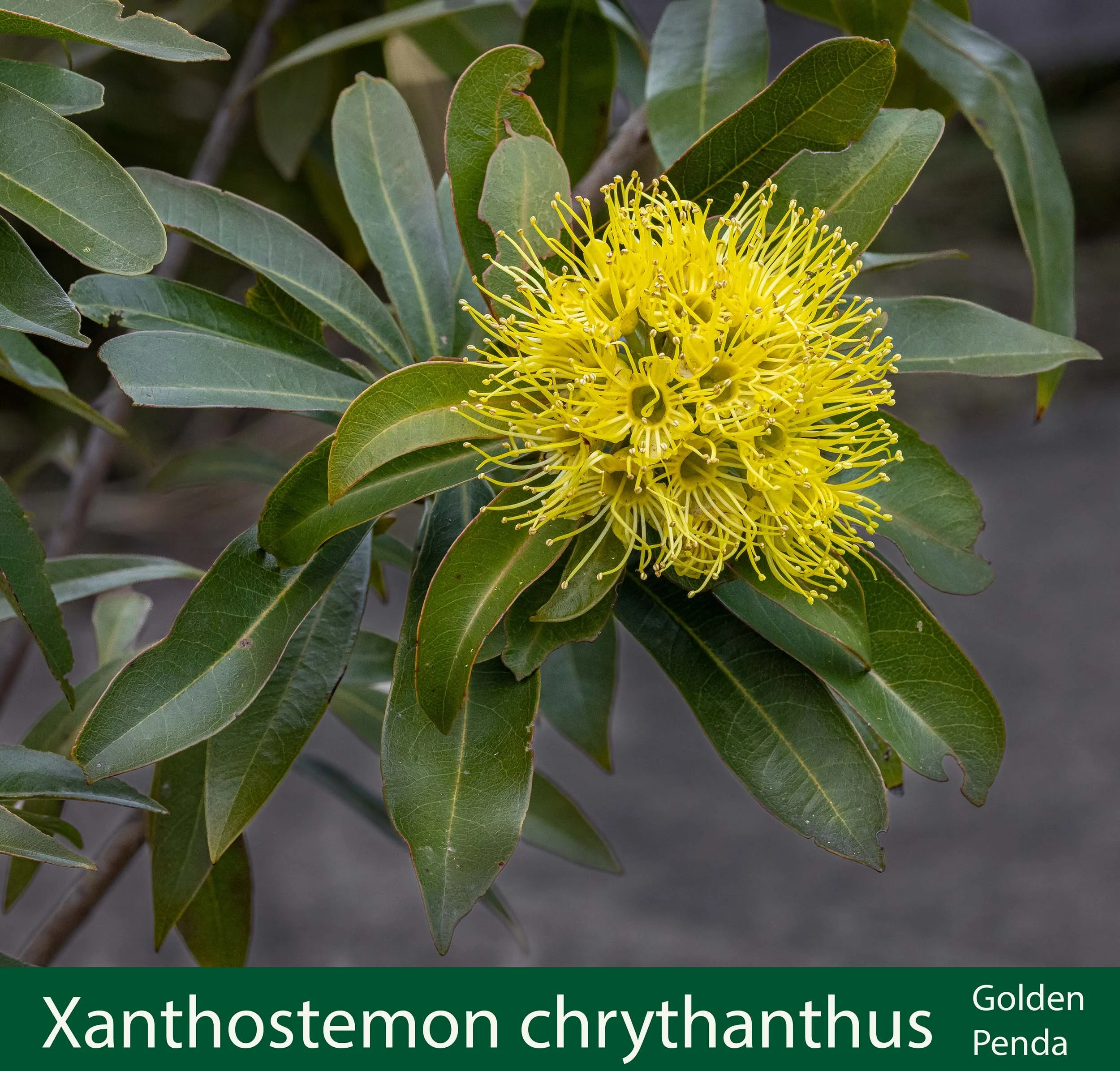 Xanthostemon chrysanthus Golden Penda--.jpg