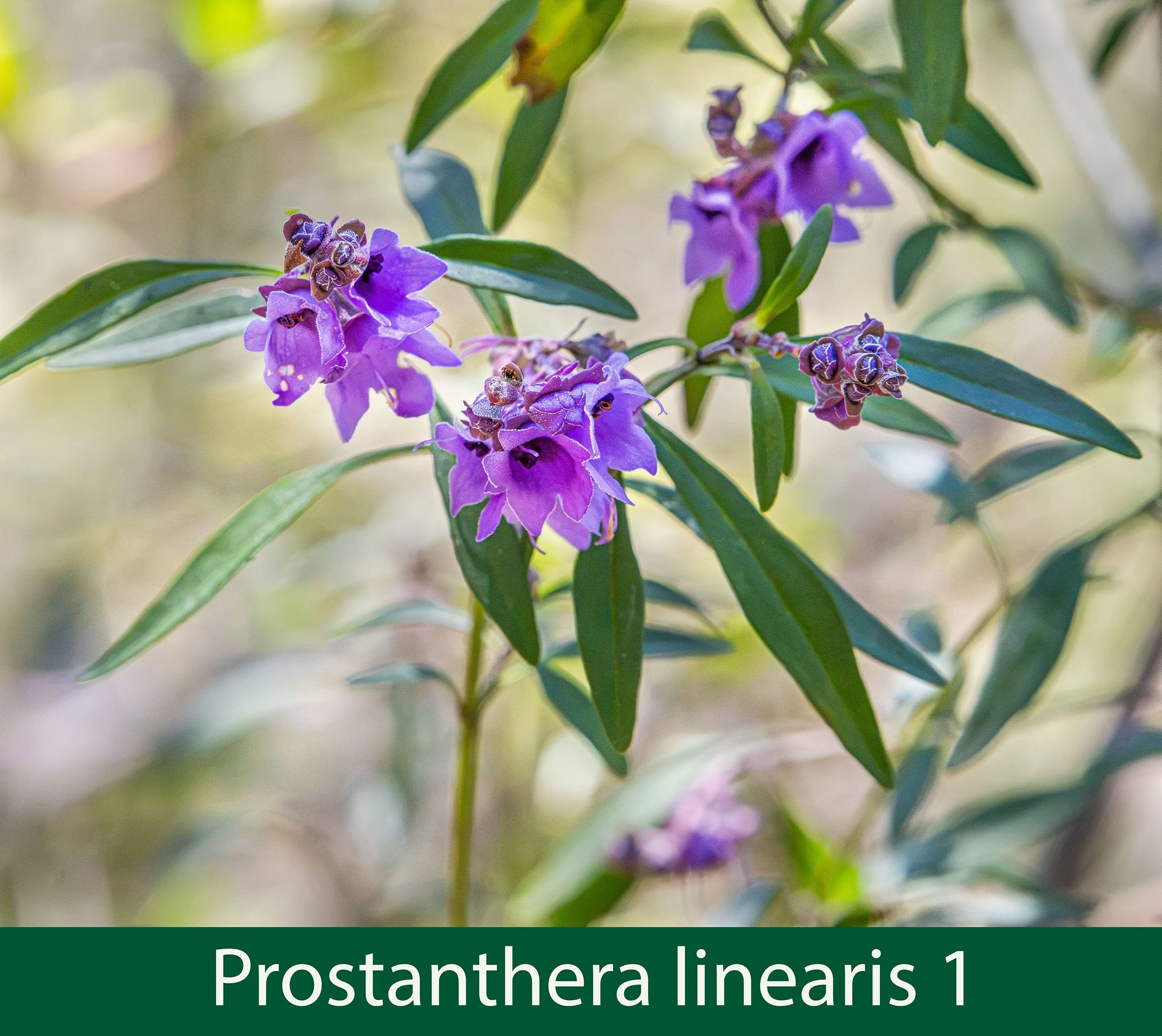 Prostanthera linearis 1-261A0981.jpg