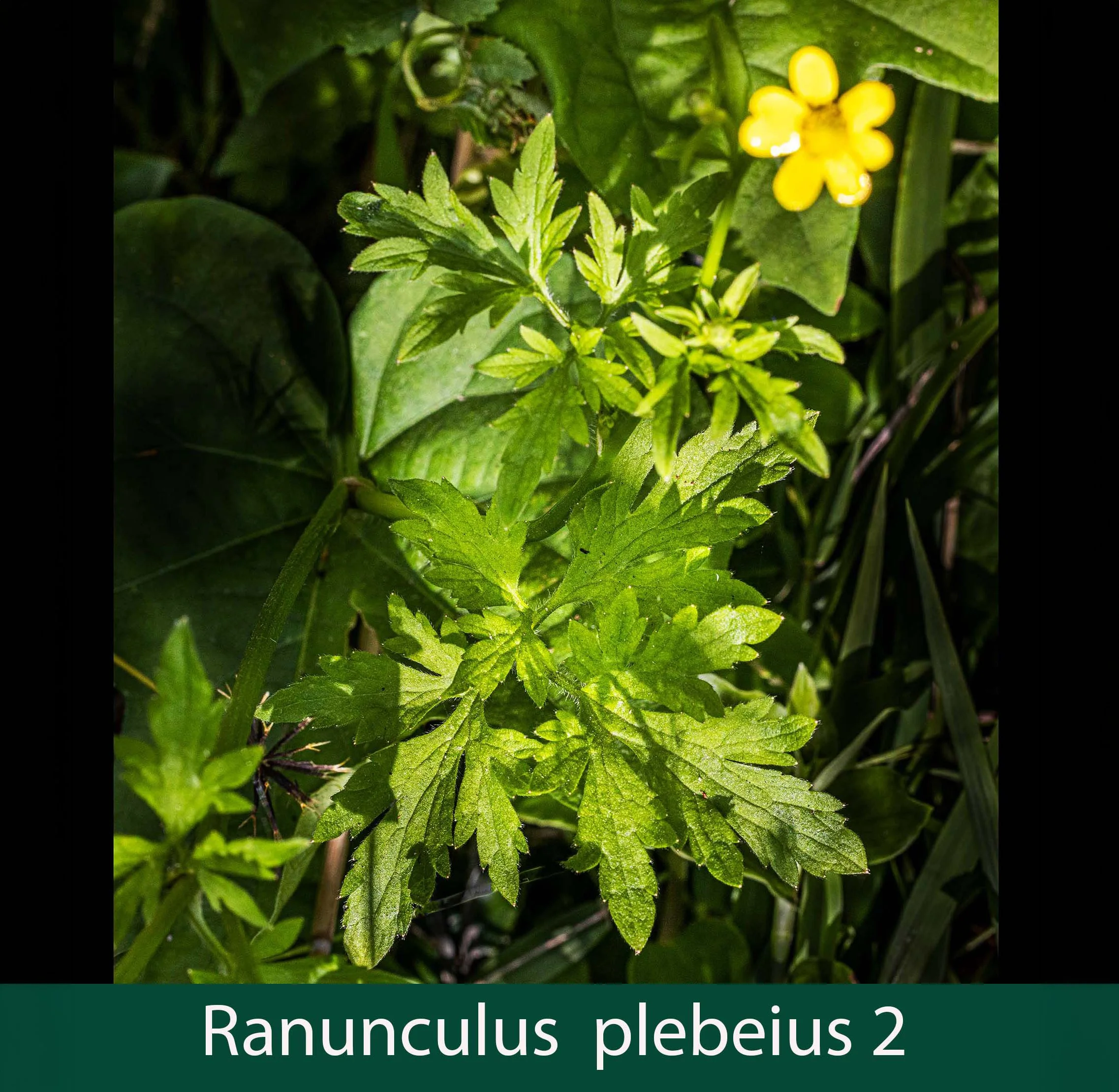 Ranunculus plebeius 2 Hairy buttercup_.jpg