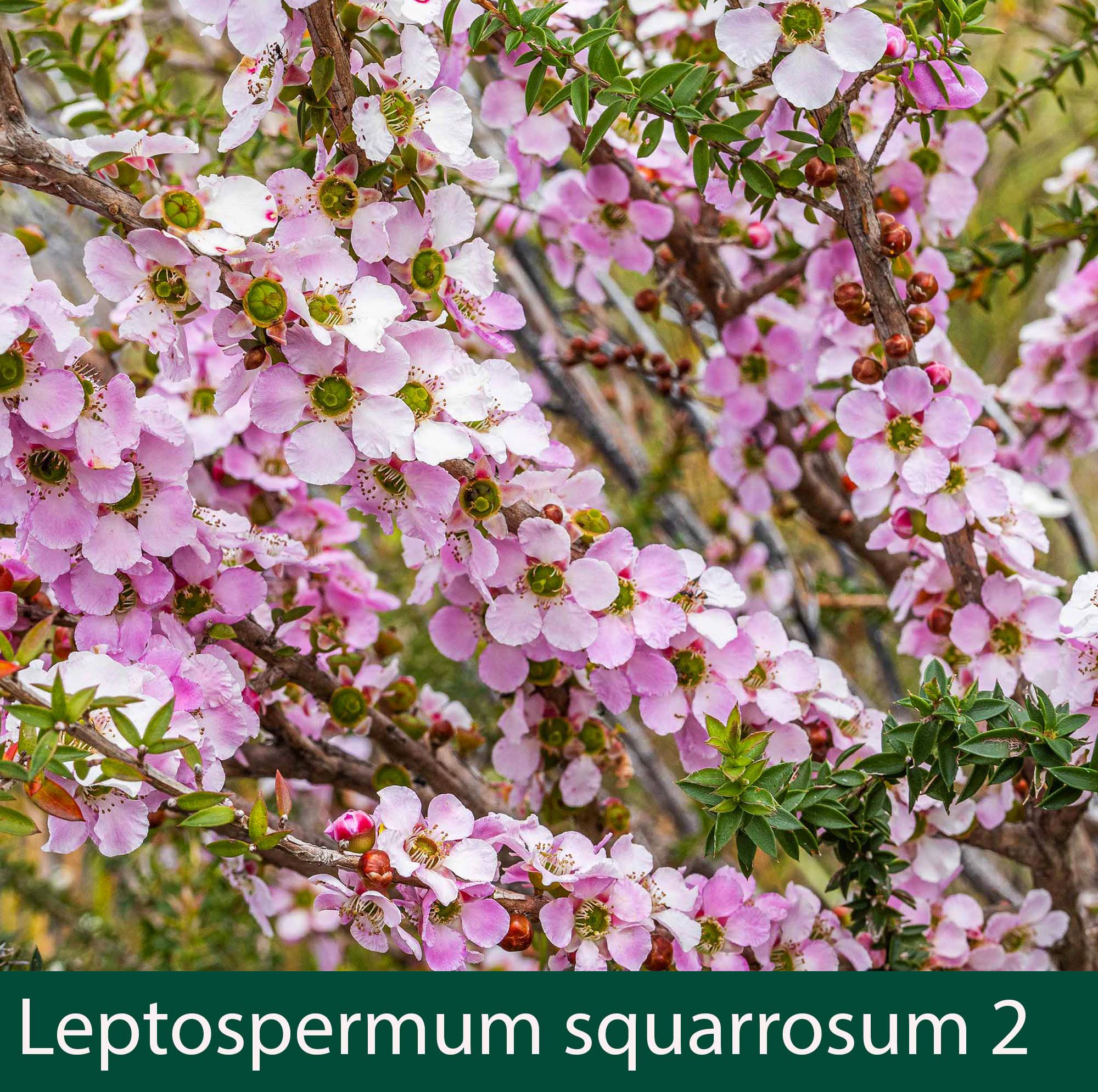Leptospermum squarrosum 2_.jpg