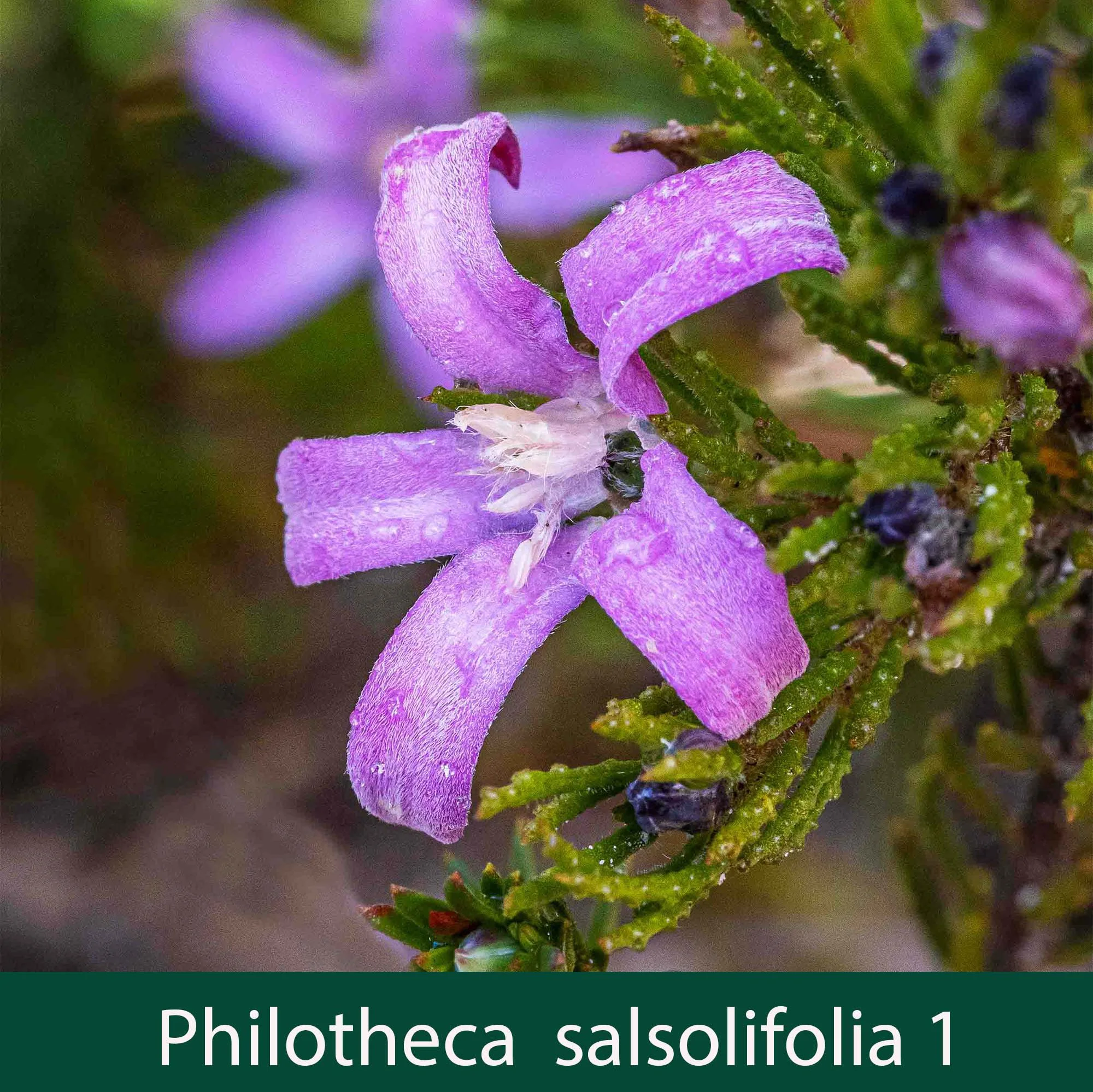 Philotheca salsolifolia 1_.jpg