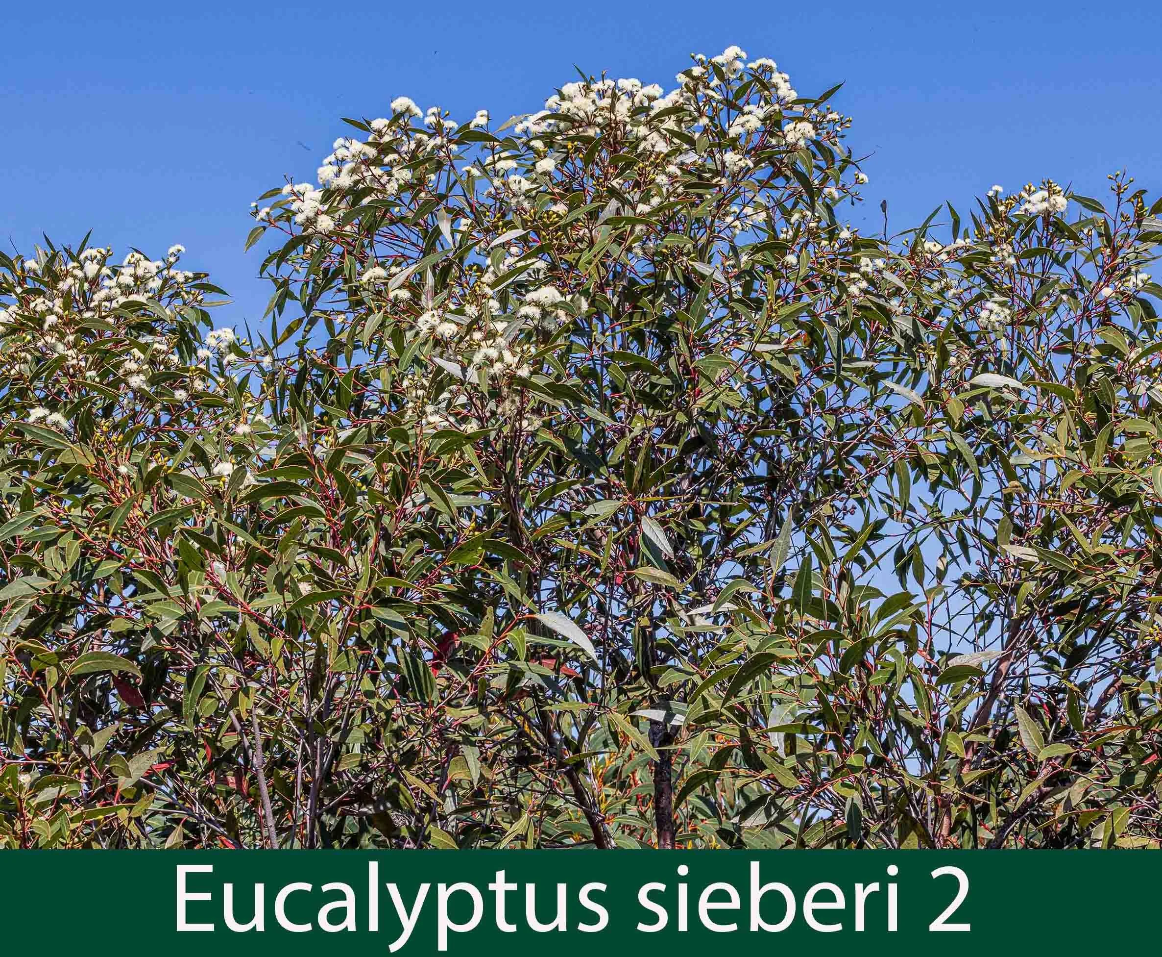 Eucalyptus sieberi 1   Silvertop ash.jpg