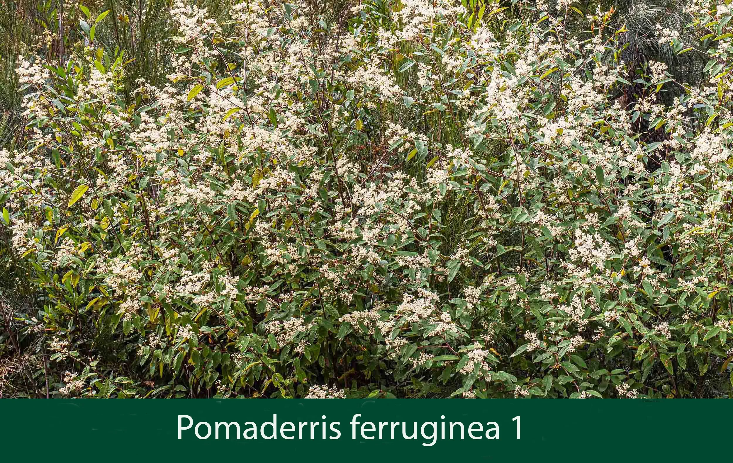 Pomaderris ferruginea 1_.jpg