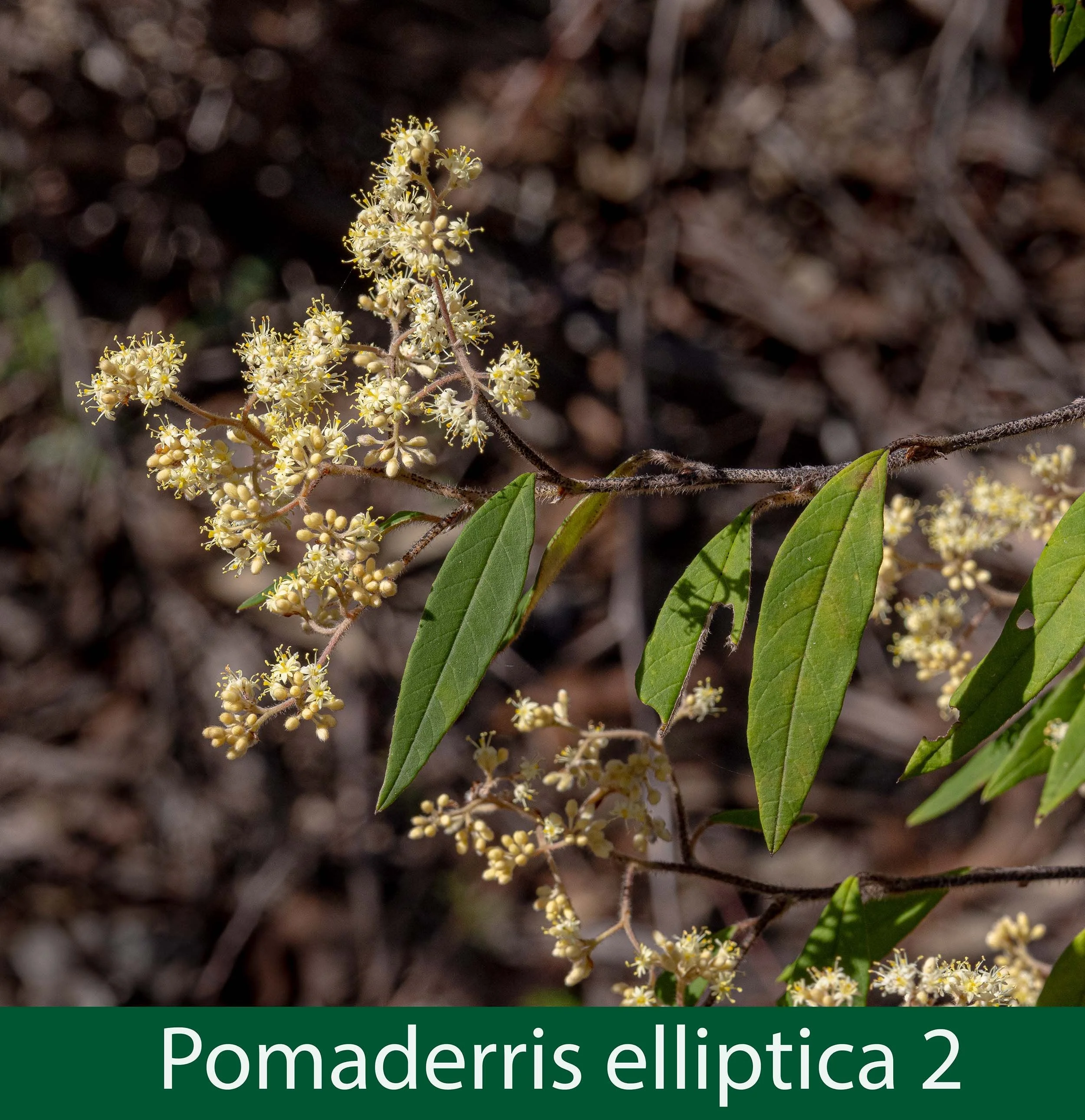Pomaderris elliptica 2-261A9189.jpg