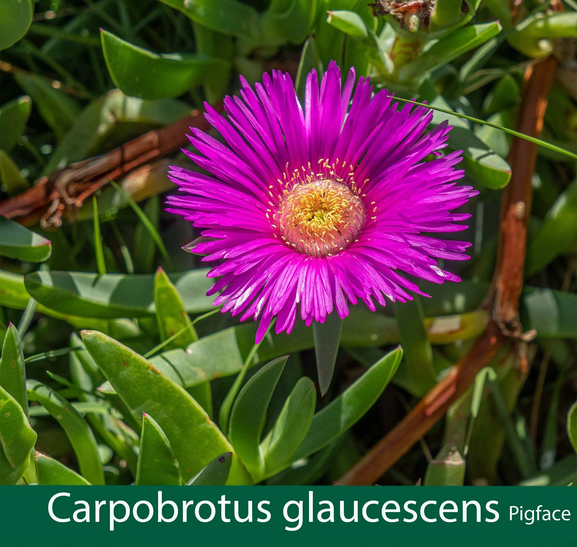 Carpobrotus glaucescens 1    Pigface.jpg