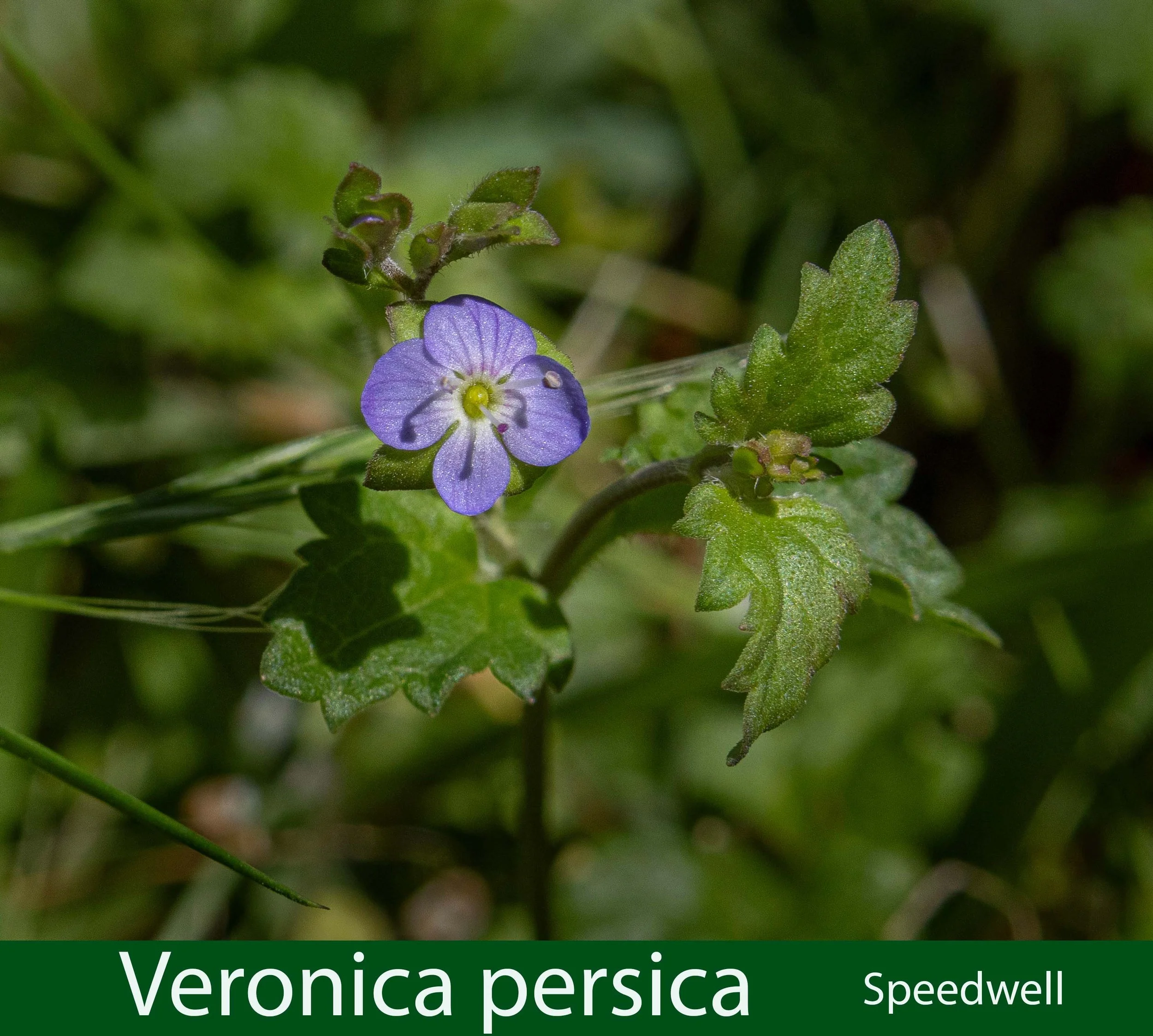 Veronica persica-bb-Speedwell-261A1790 copy.jpg