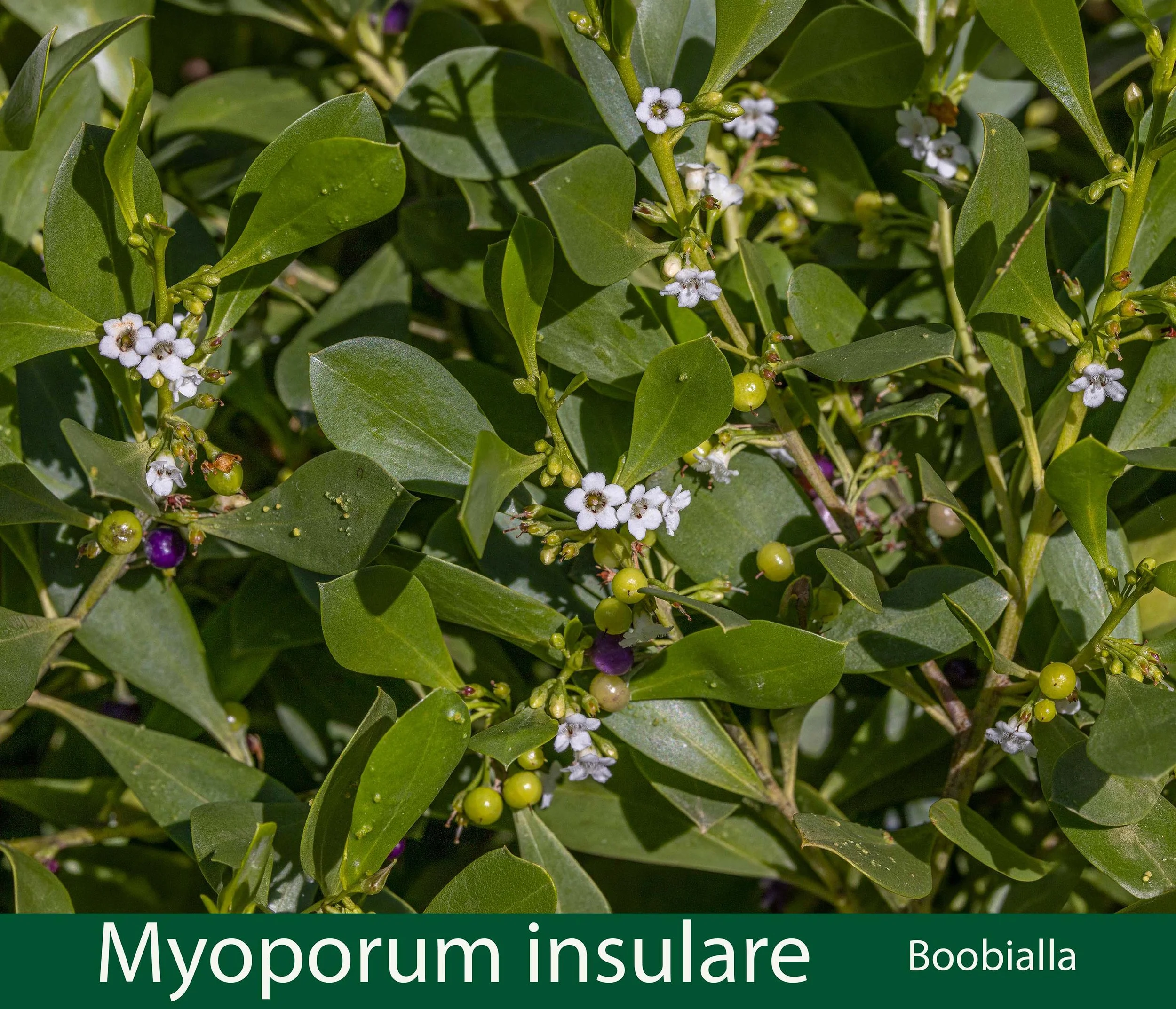 Myoporum insulare -.jpg