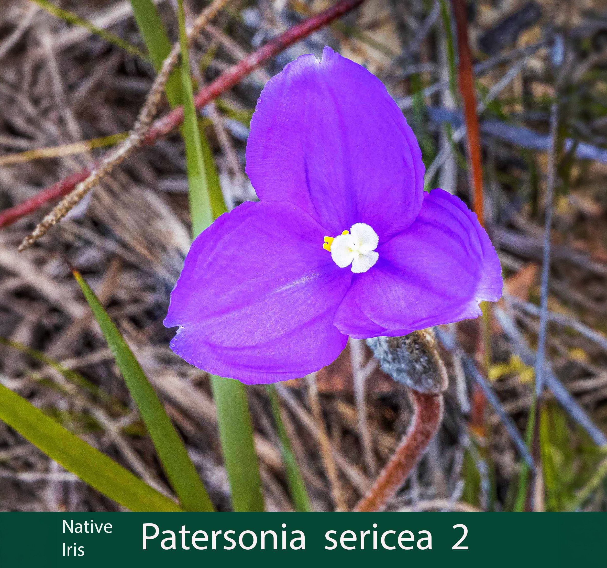 Patersonia sericea 2   Native Iris.jpg