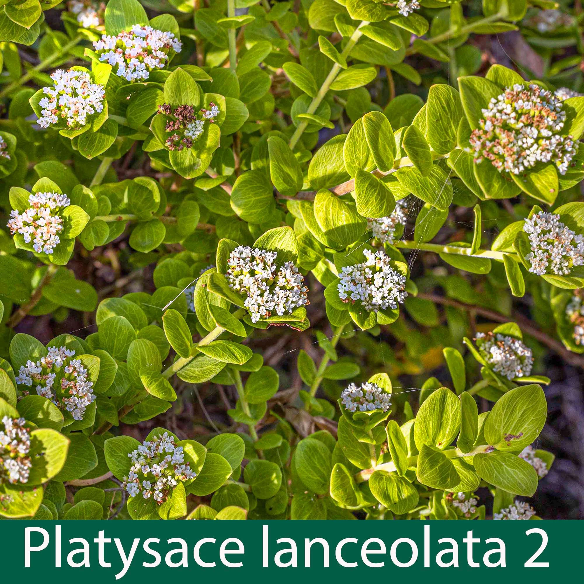 Platysace lanceolata 2_.jpg
