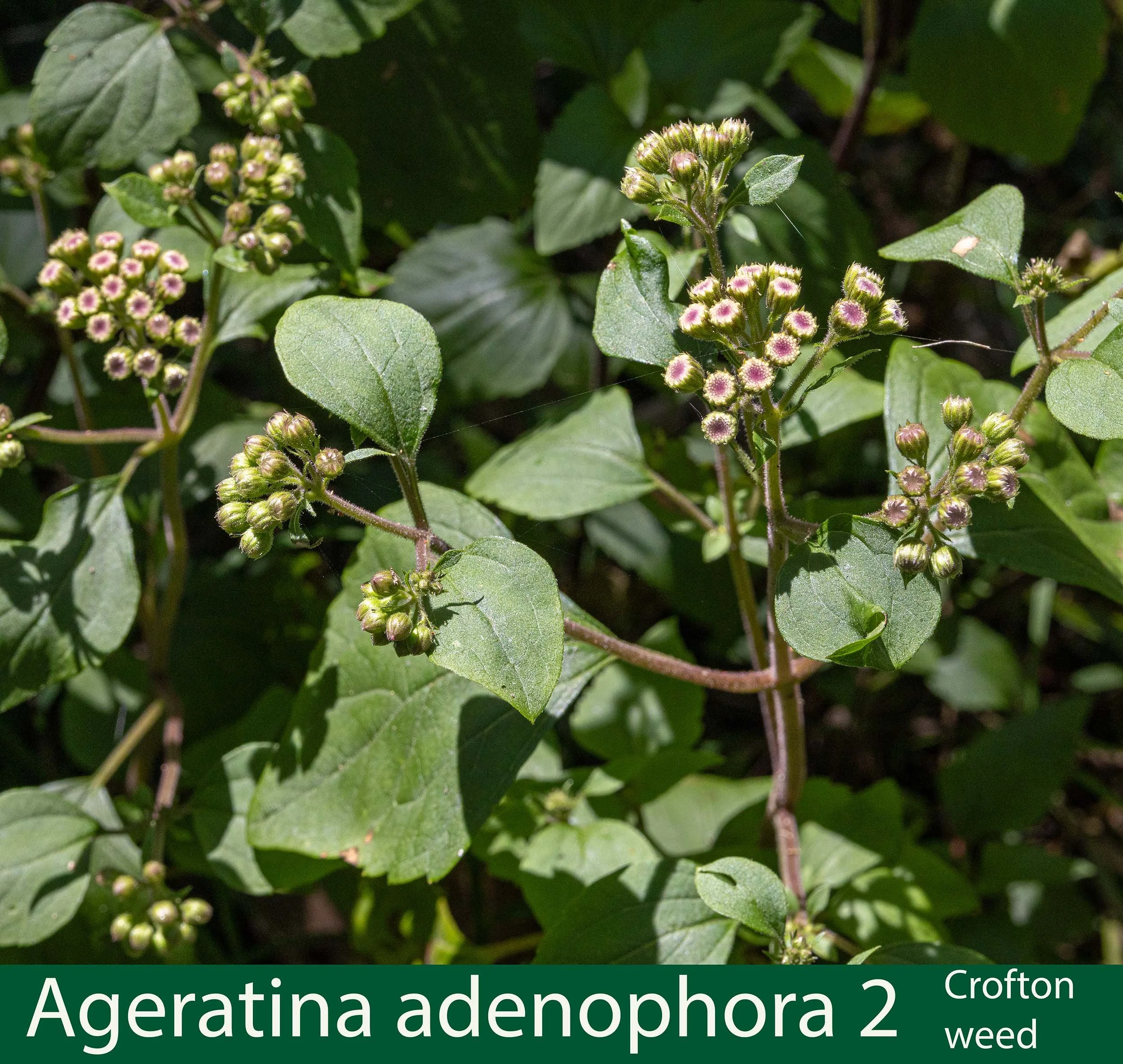 Ageratina adenophora 2 Crofton weed-WF 126a-261A1055.jpg