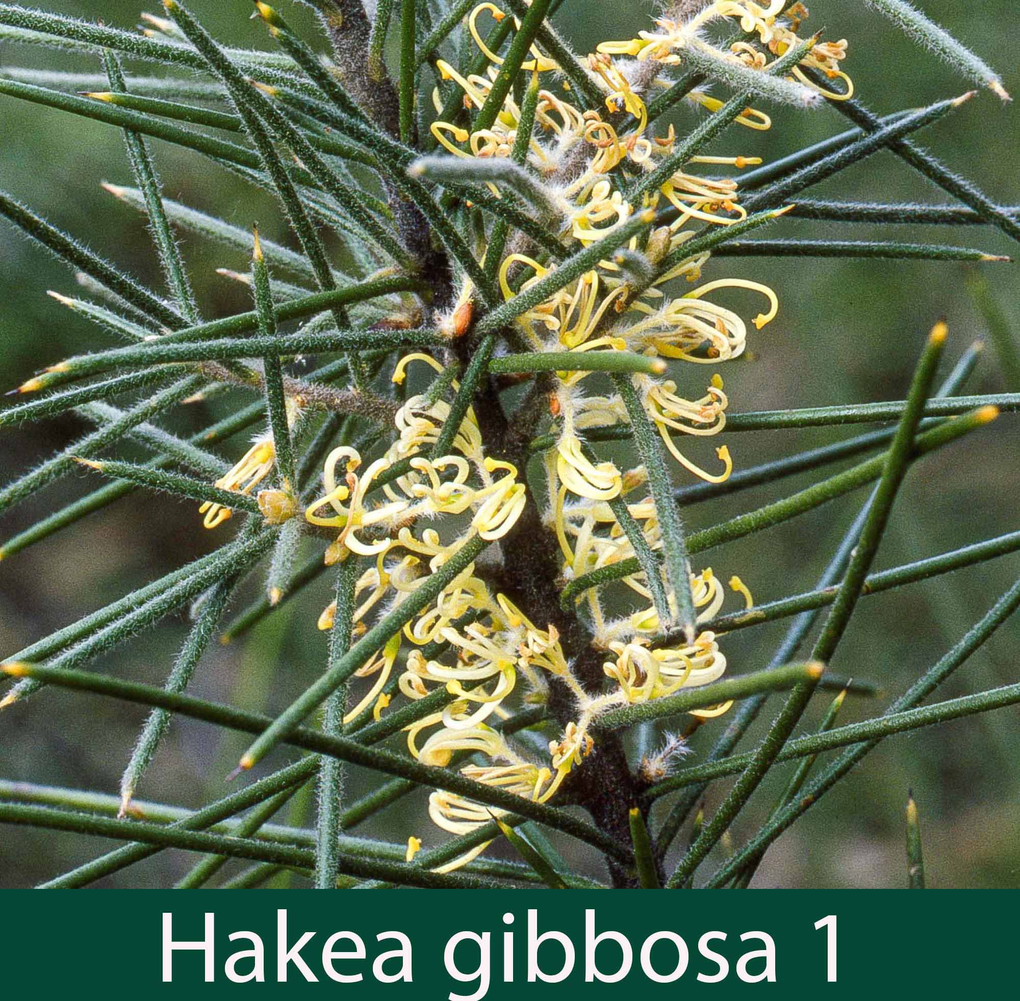 Hakea gibbosa 1_.jpg