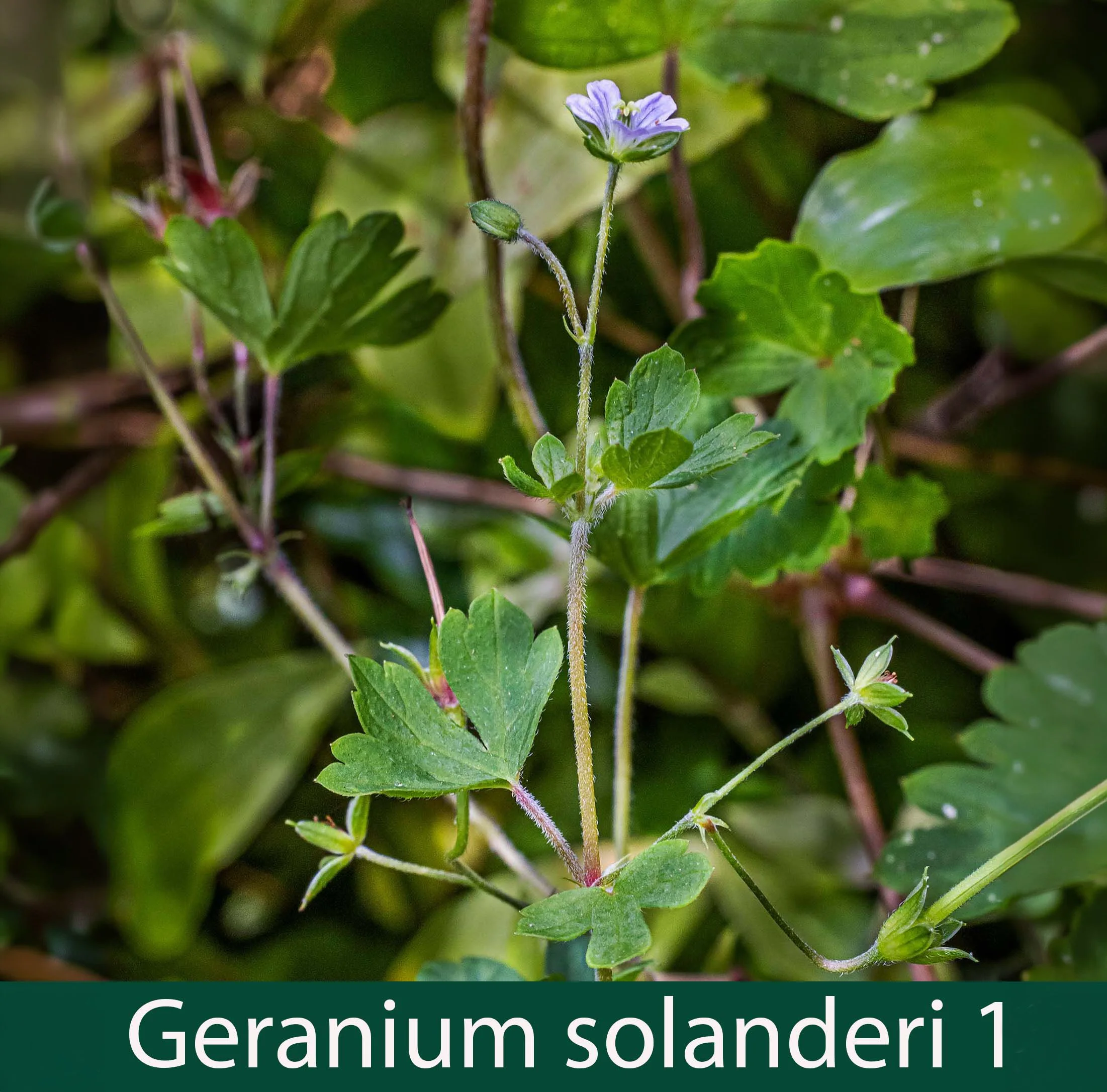 Geranium solanderi 1 Australian cranebill.jpg