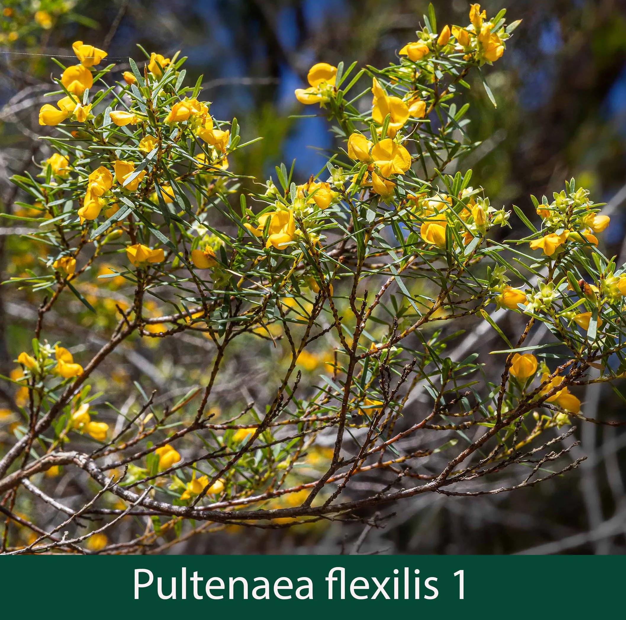 Pultenaea flexilis 1_.jpg