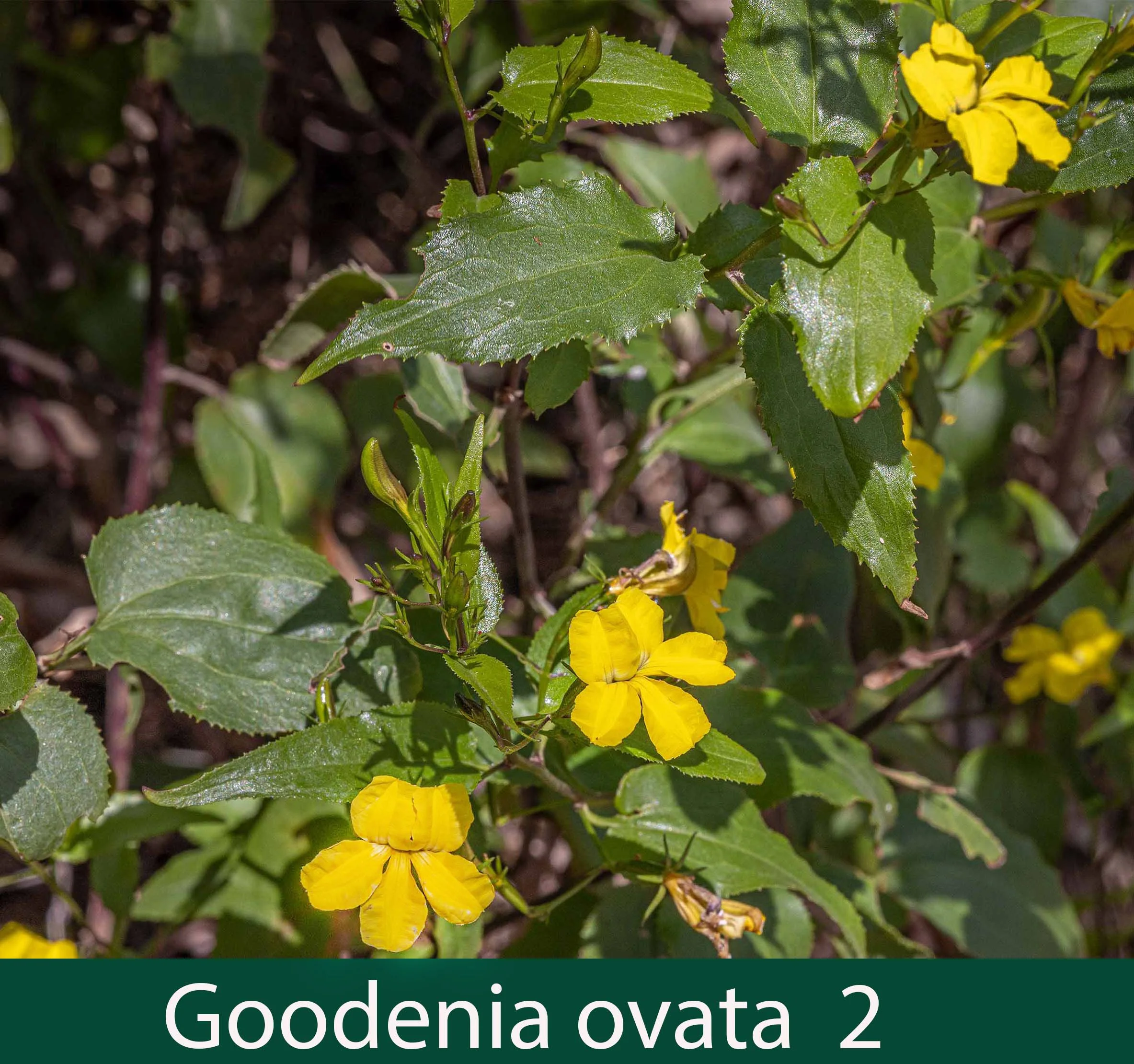 Goodenia ovata 2_.jpg
